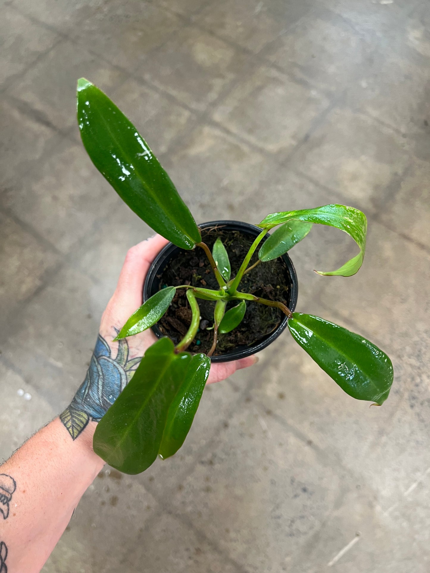 Philodendron Joepii