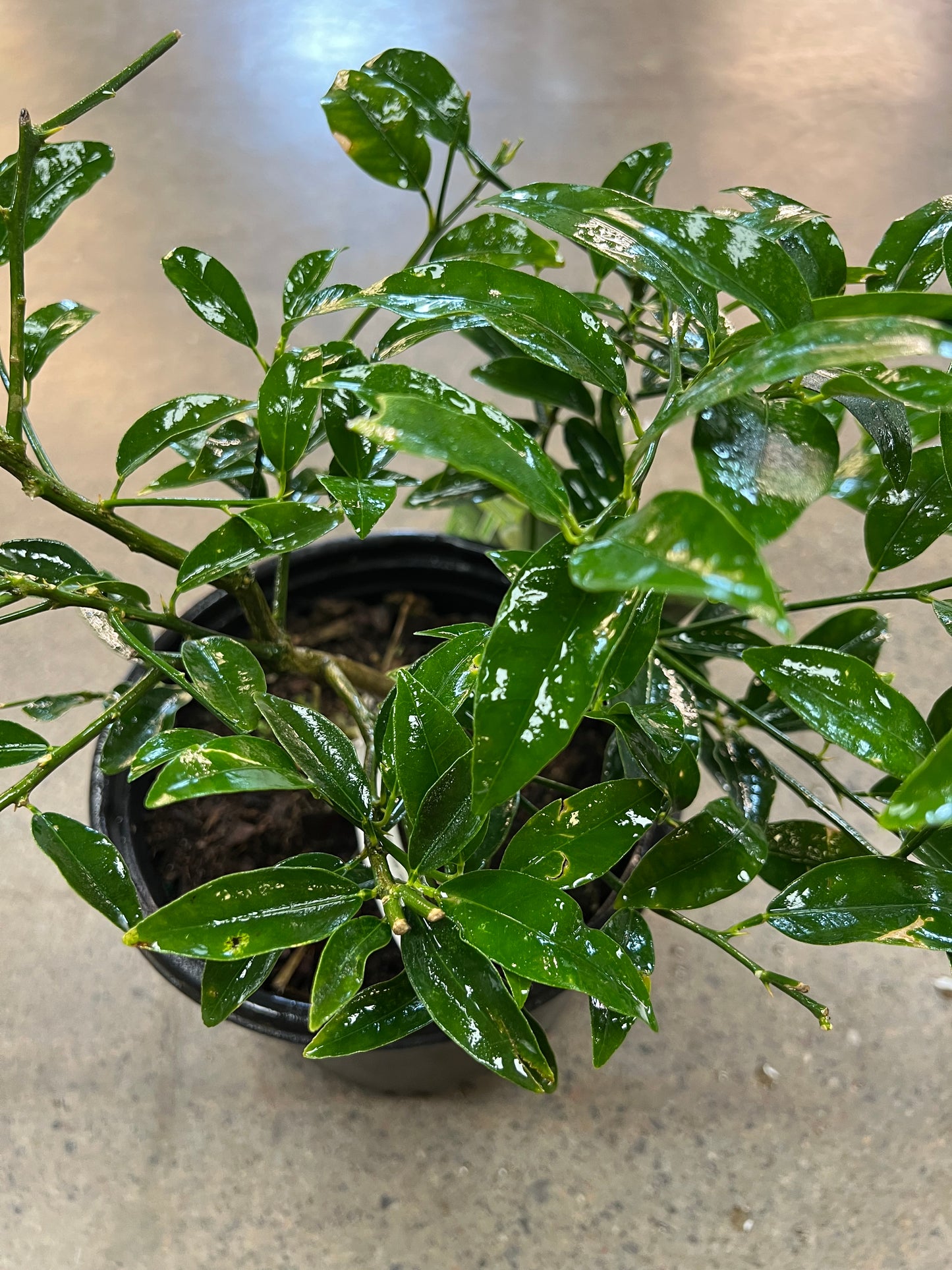 Citrus Key Lime