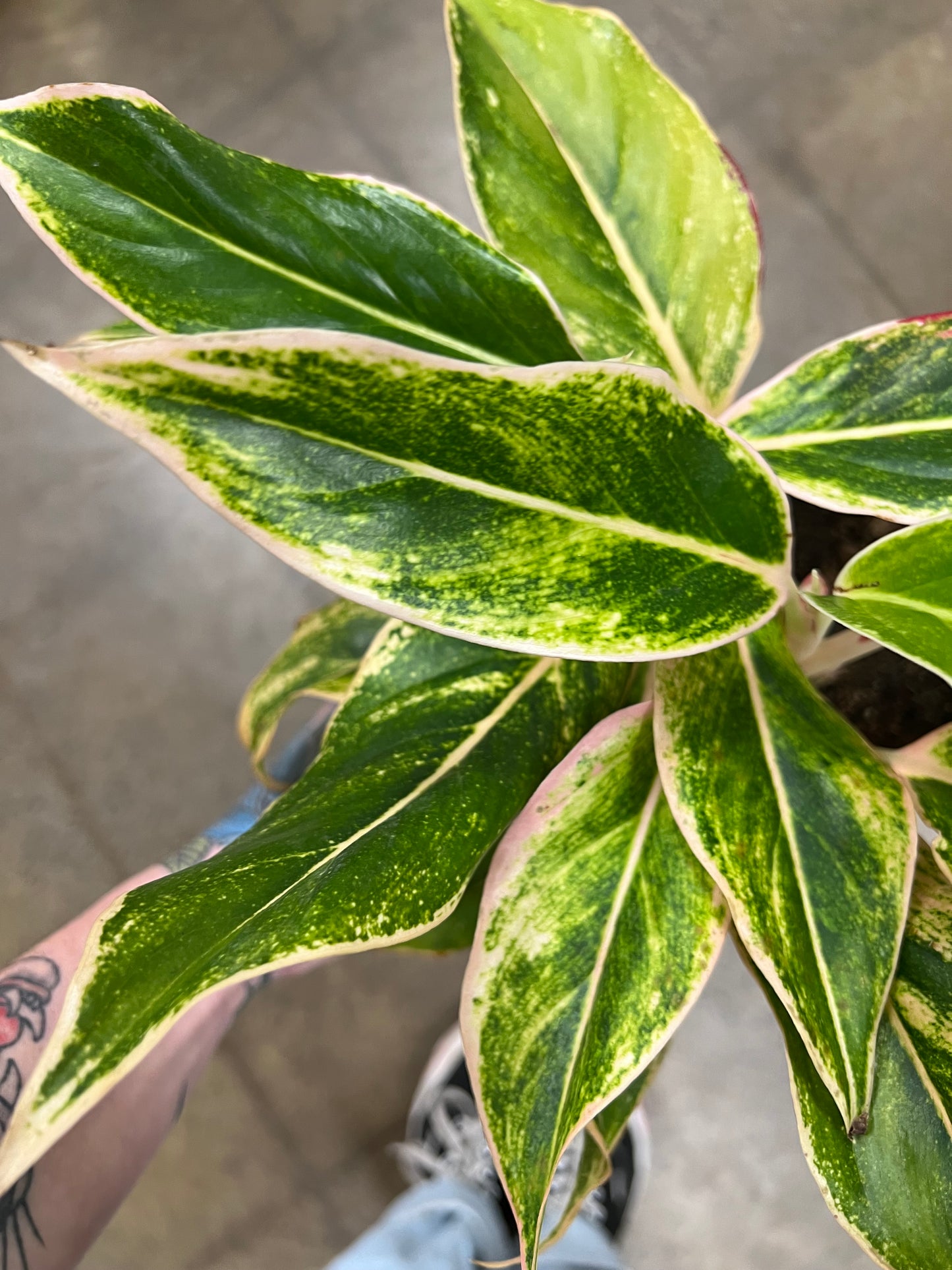 Aglaonema Siam Pink