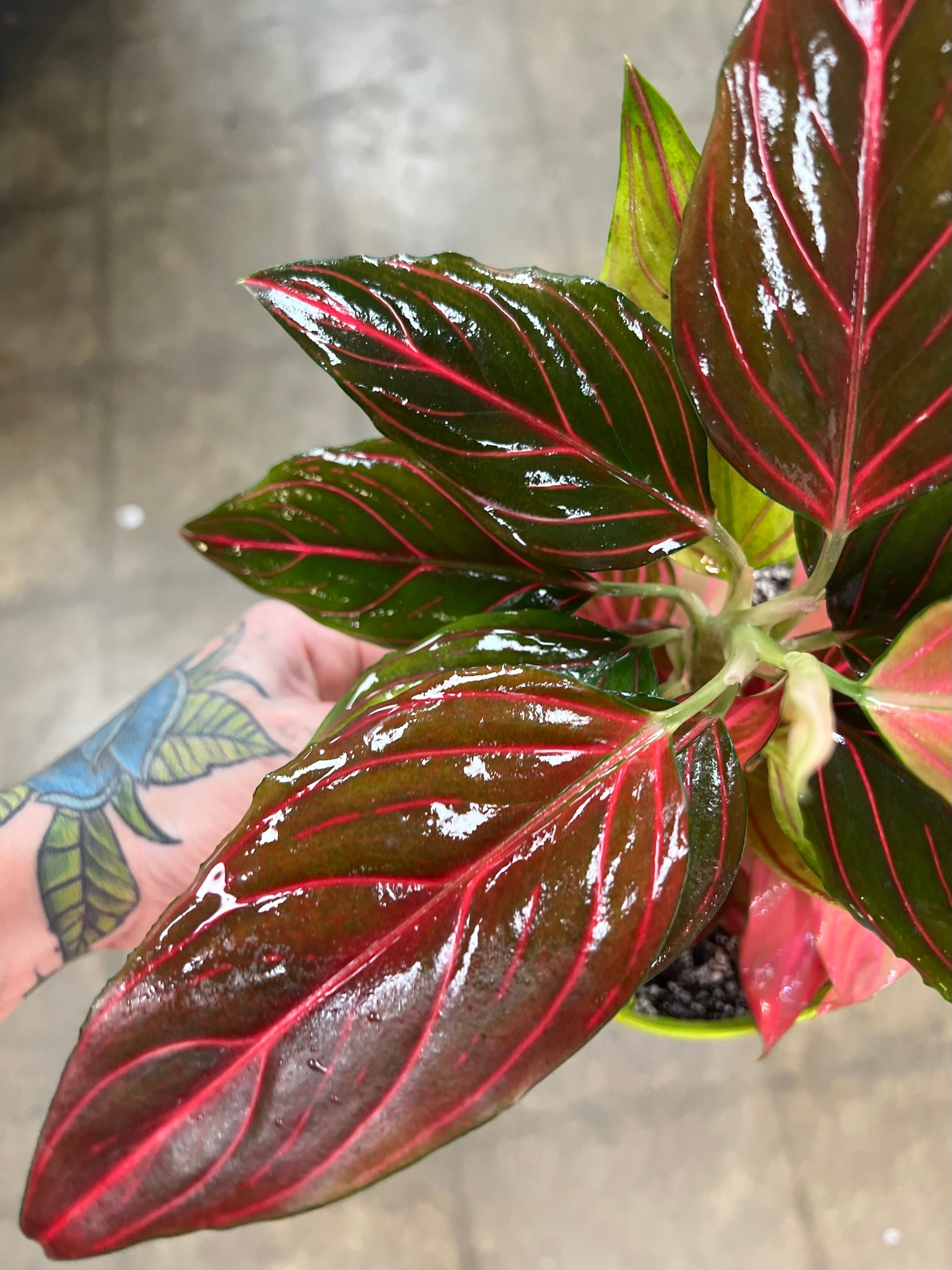 aglaonema red vein Aglaonema Red Vein – jungleroseinc