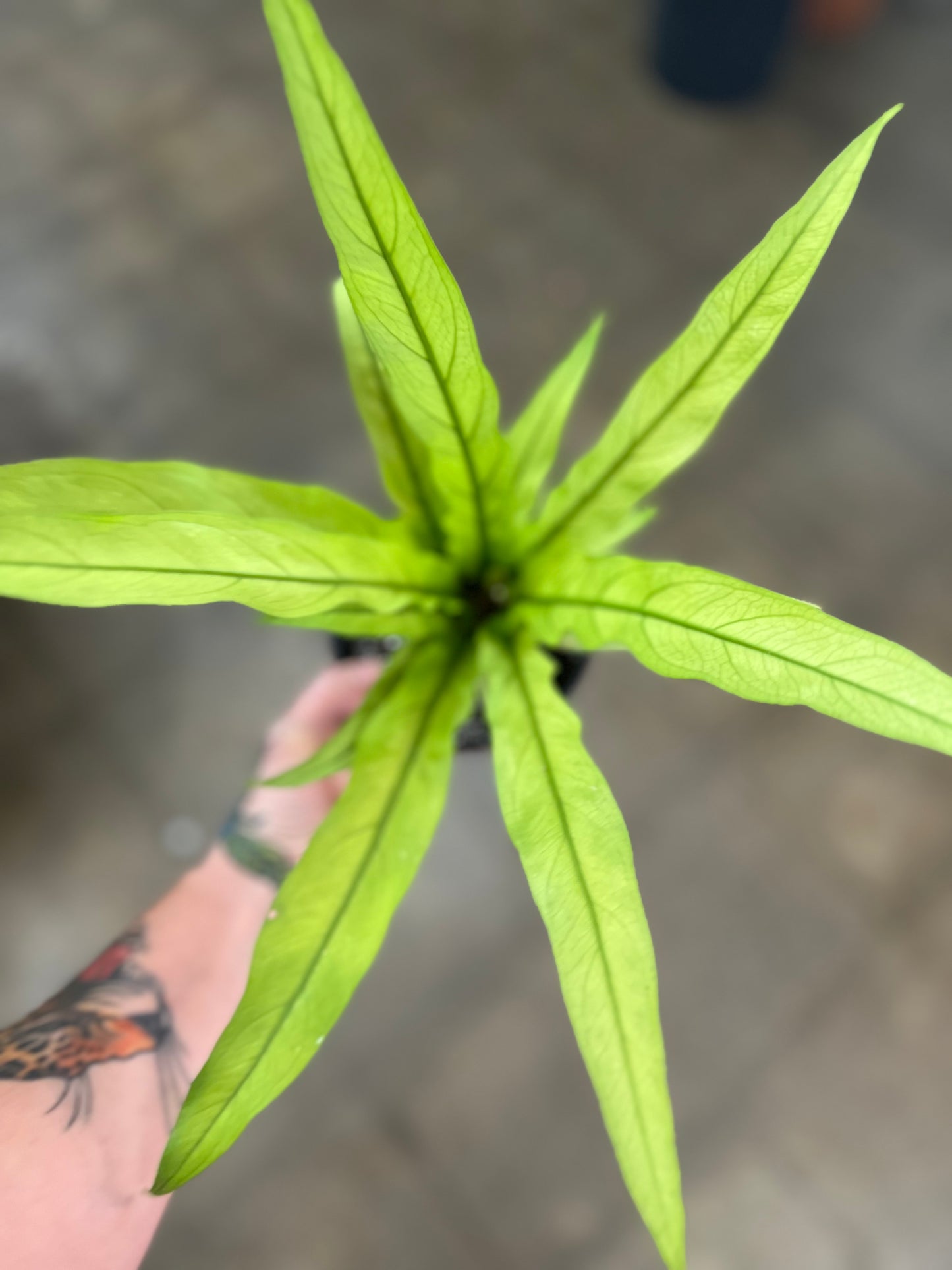 Anthurium Scorpion Mint