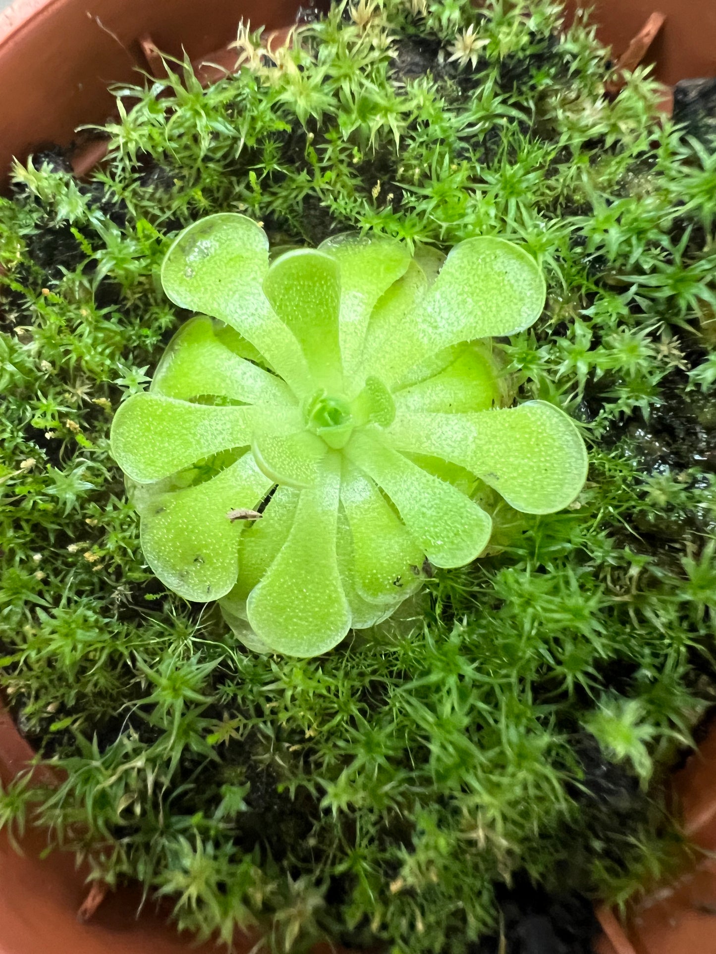 Pinguicula