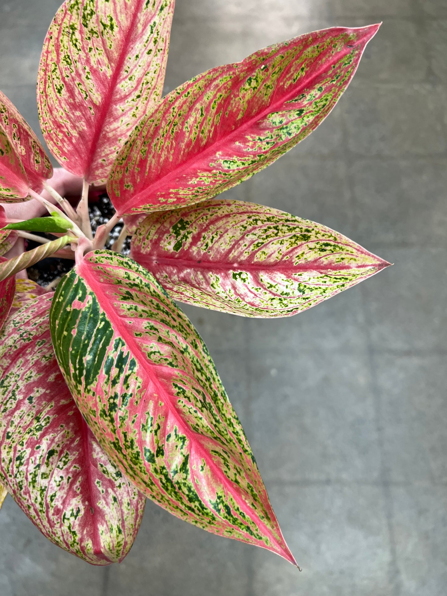 Aglaonema Red Legacy Hybrid