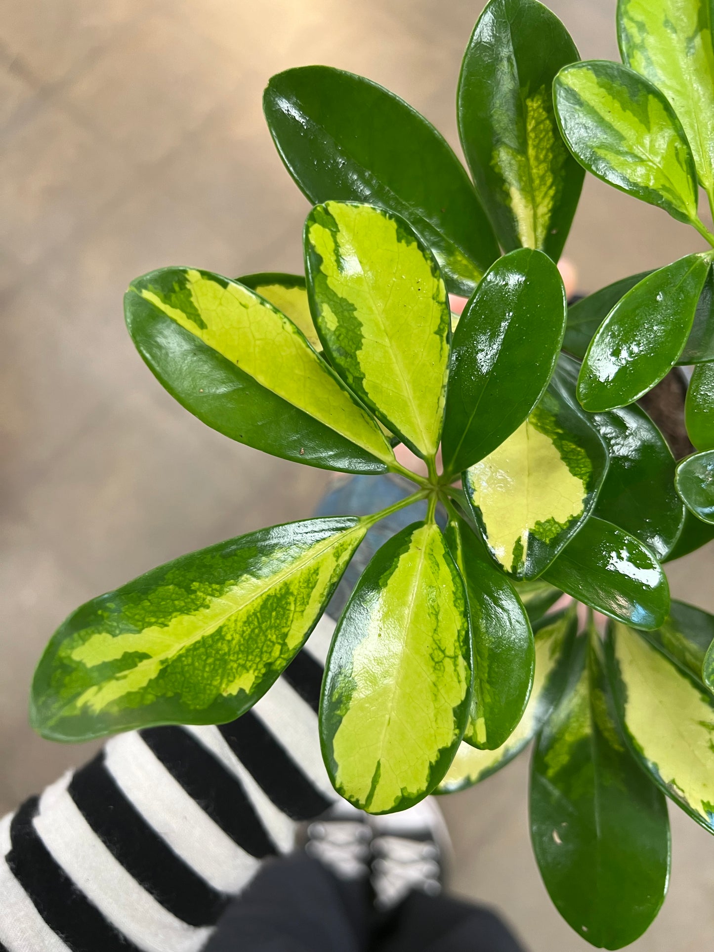 Schefflera Sunshade