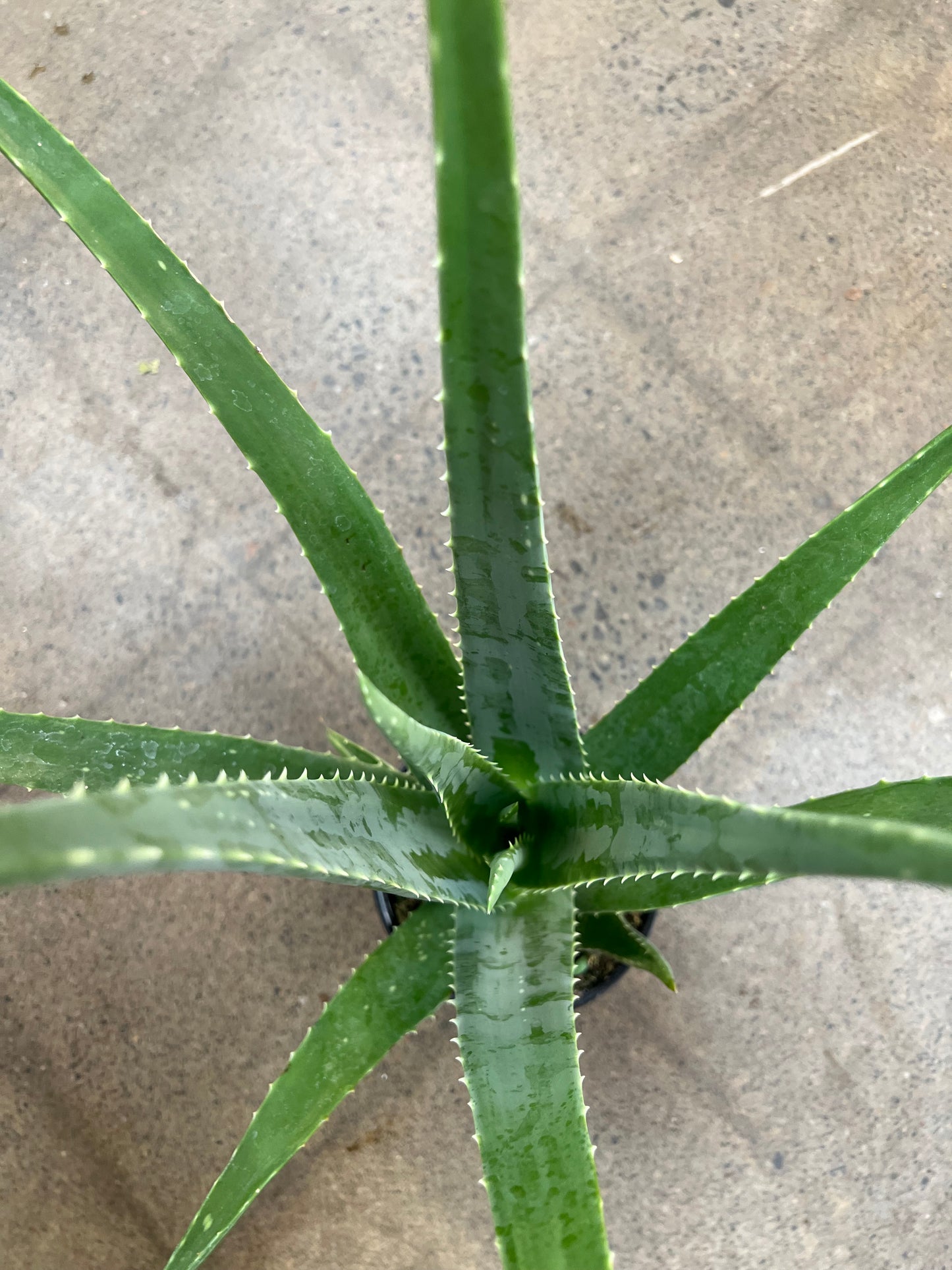 Aloe Vera