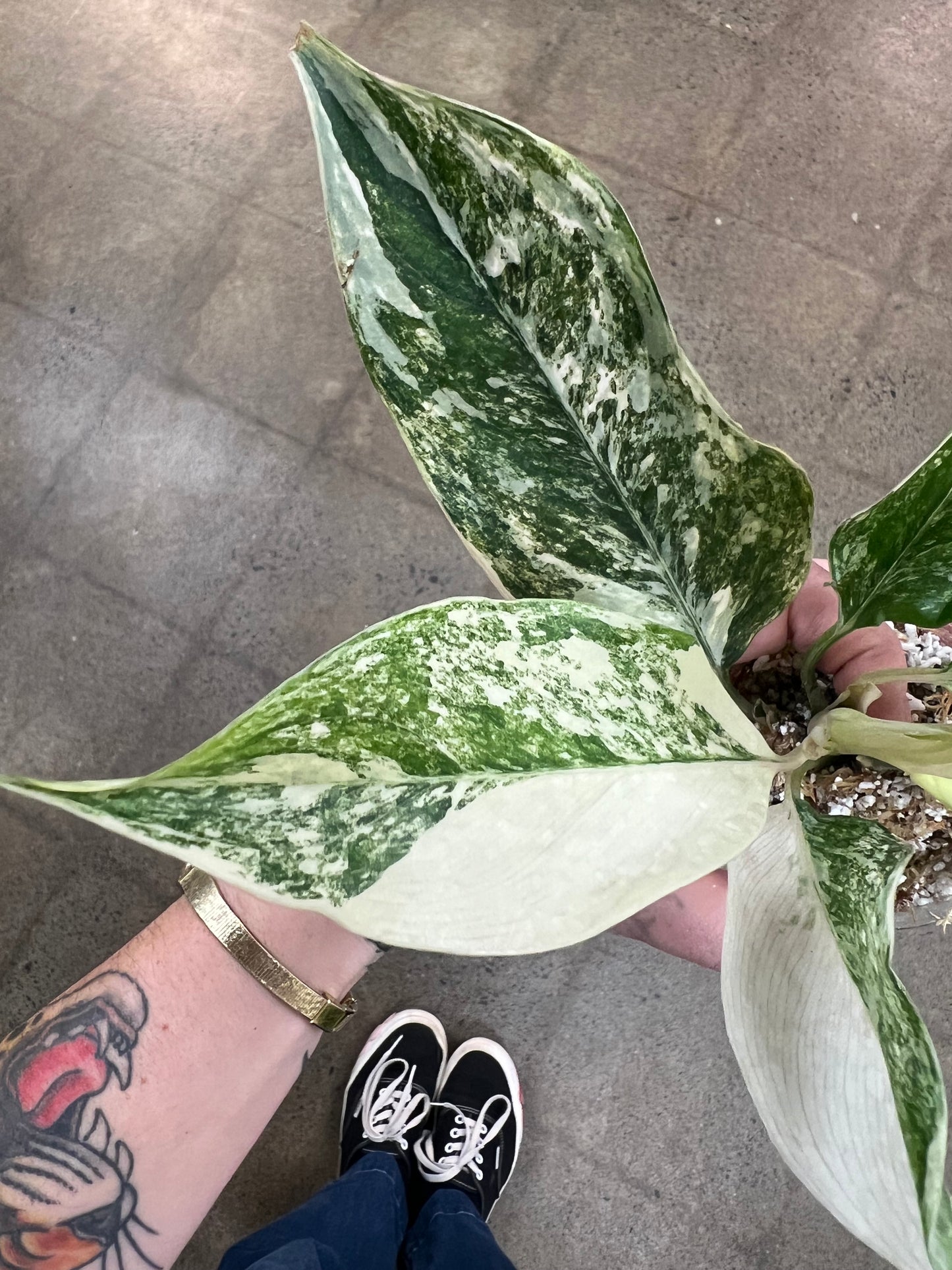 Aglaonema Siam Jade Varigated