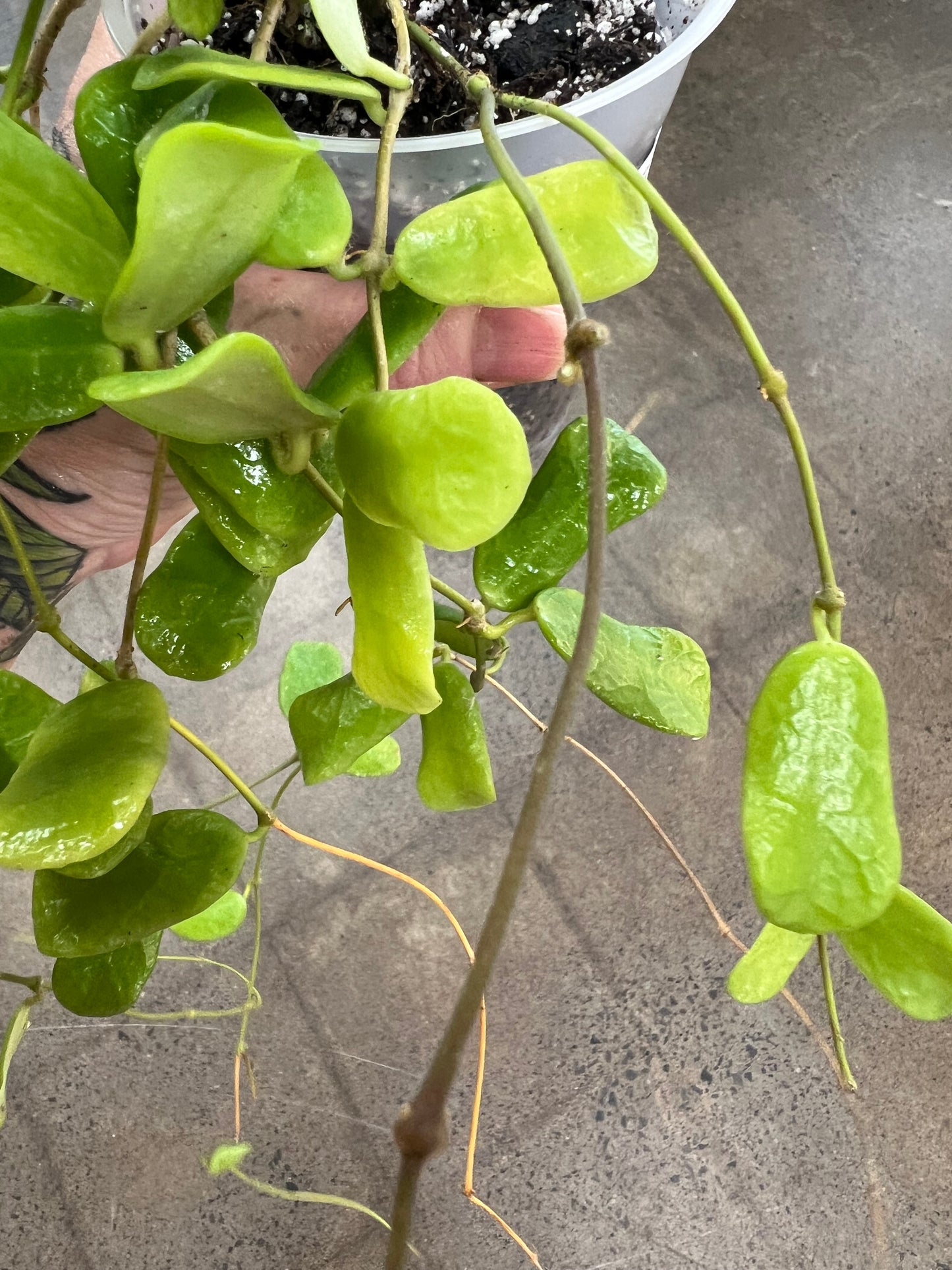 Hoya Rotundiflora