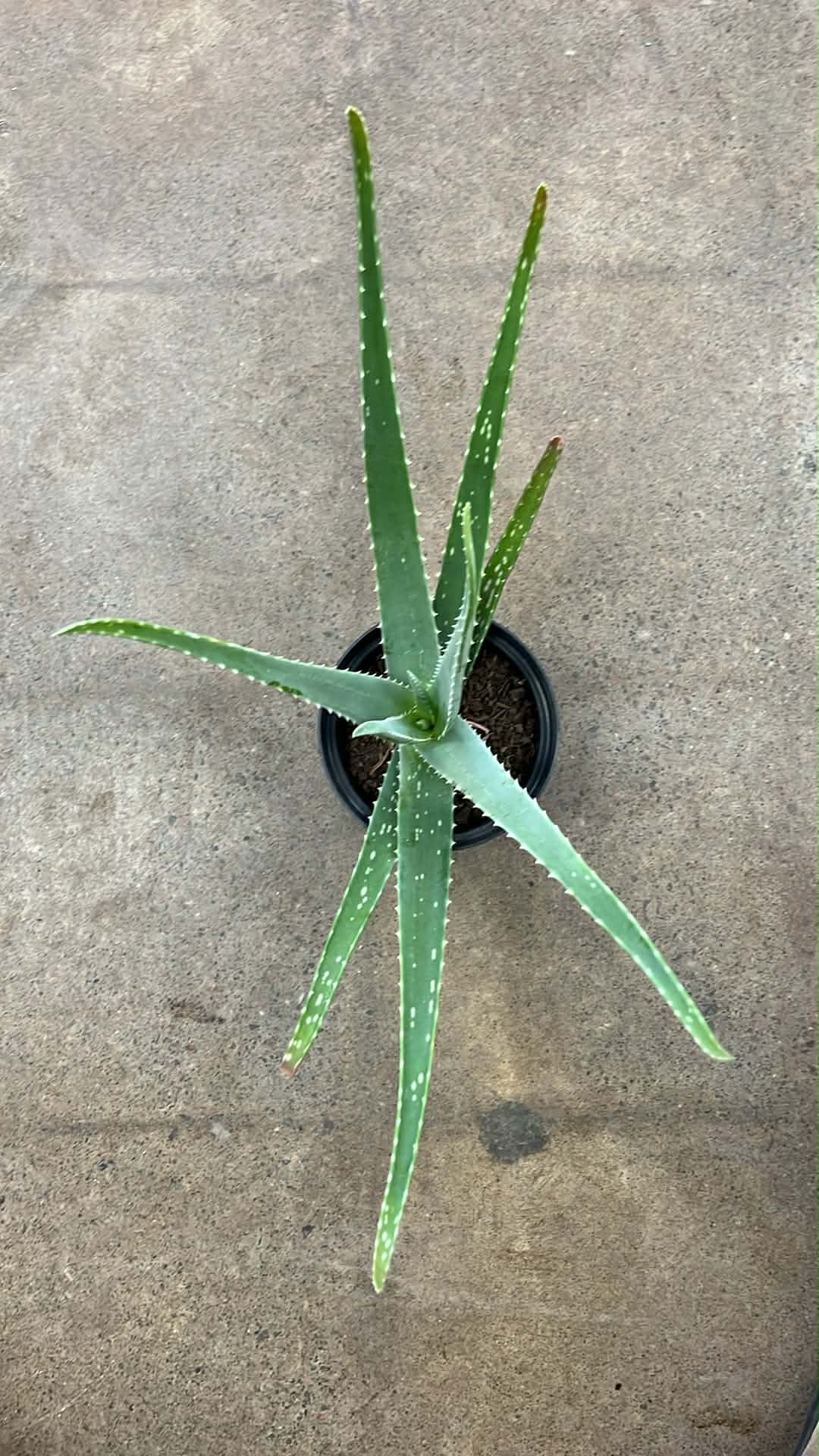 Aloe Vera