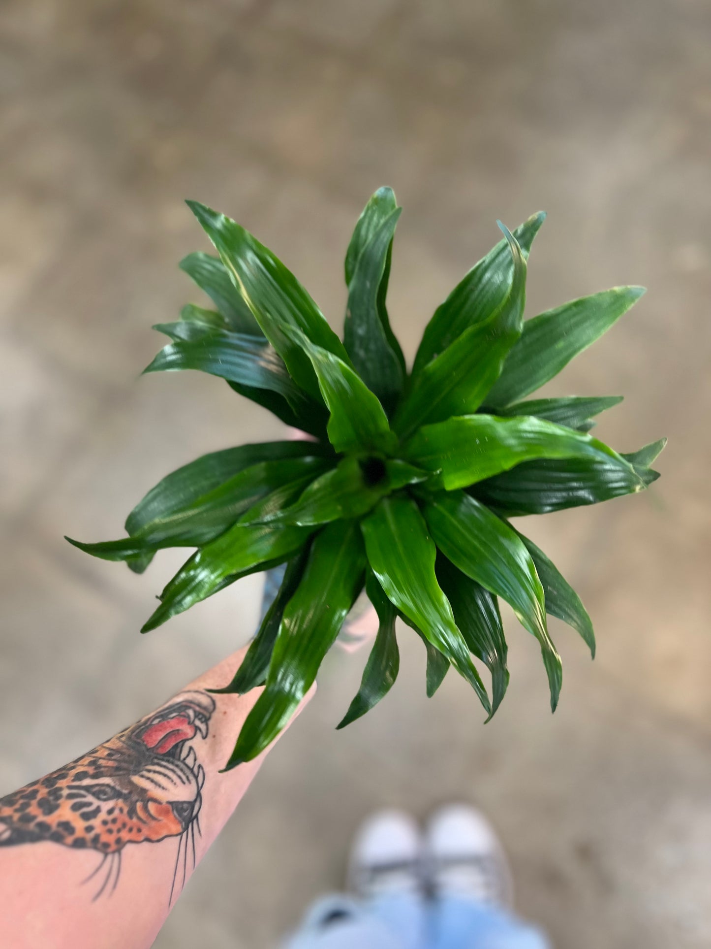 Dracaena Janet Craig