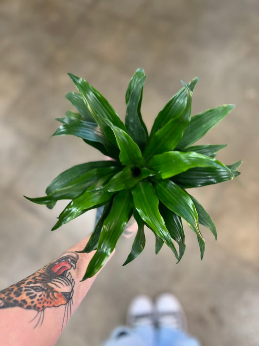 Dracaena Janet Craig