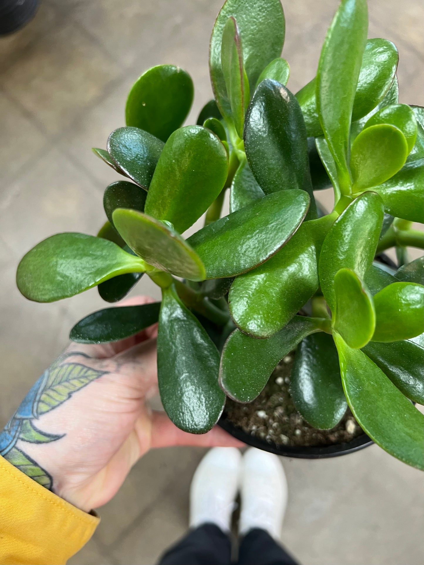 Crassula Arbre de Jade