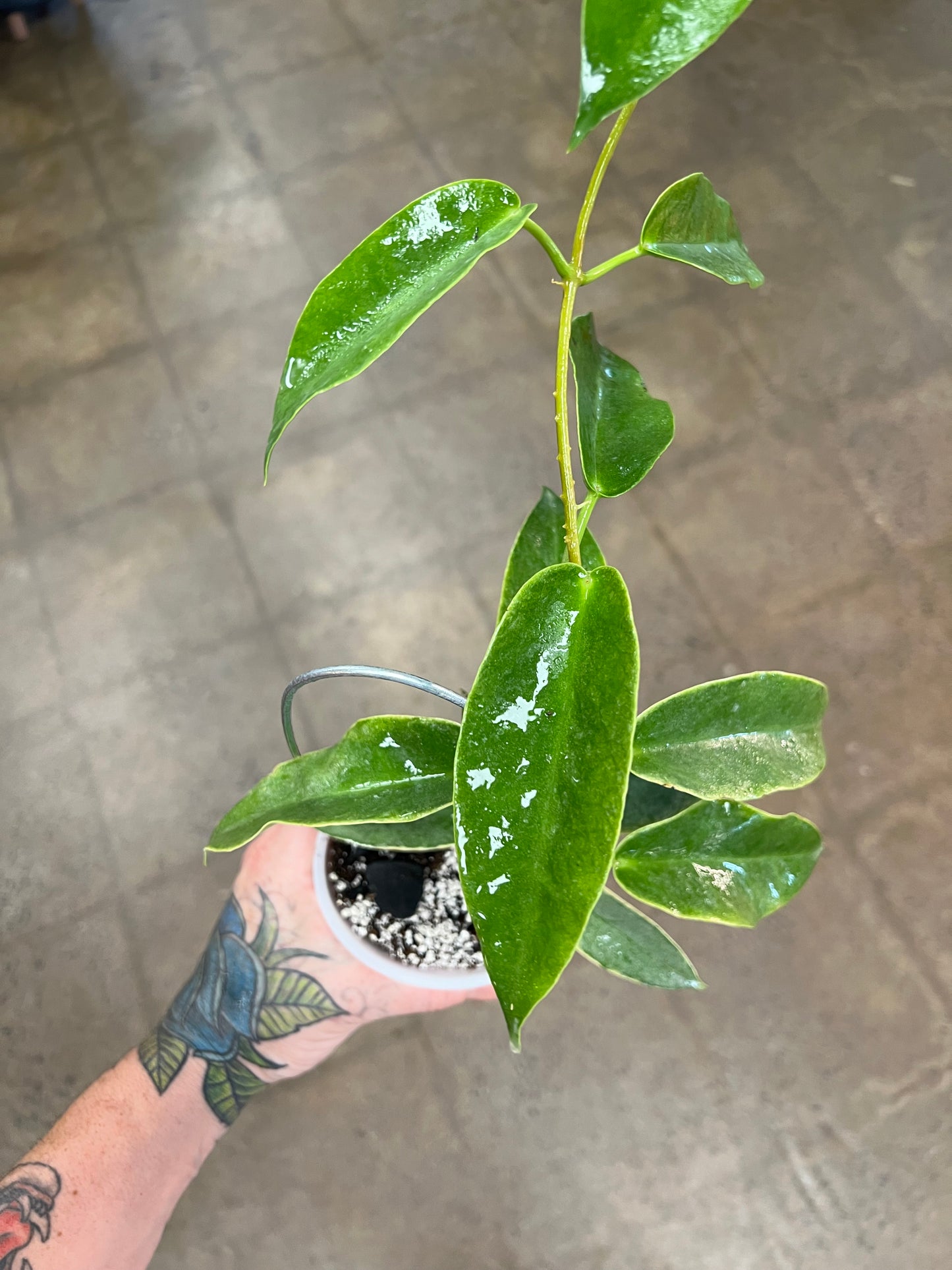 Hoya Archboldiana Albomarginata