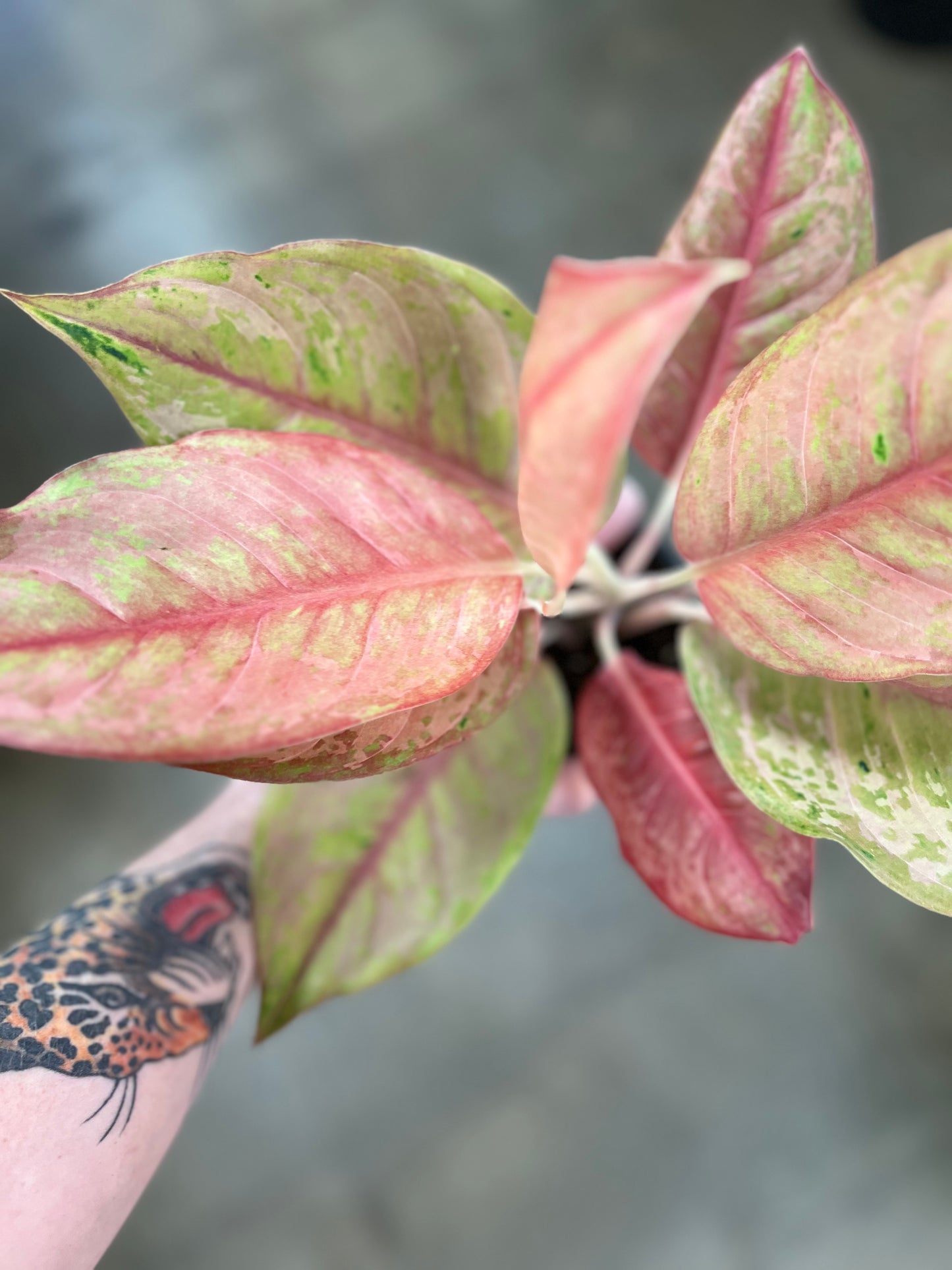 Aglaonema Khamlaitong