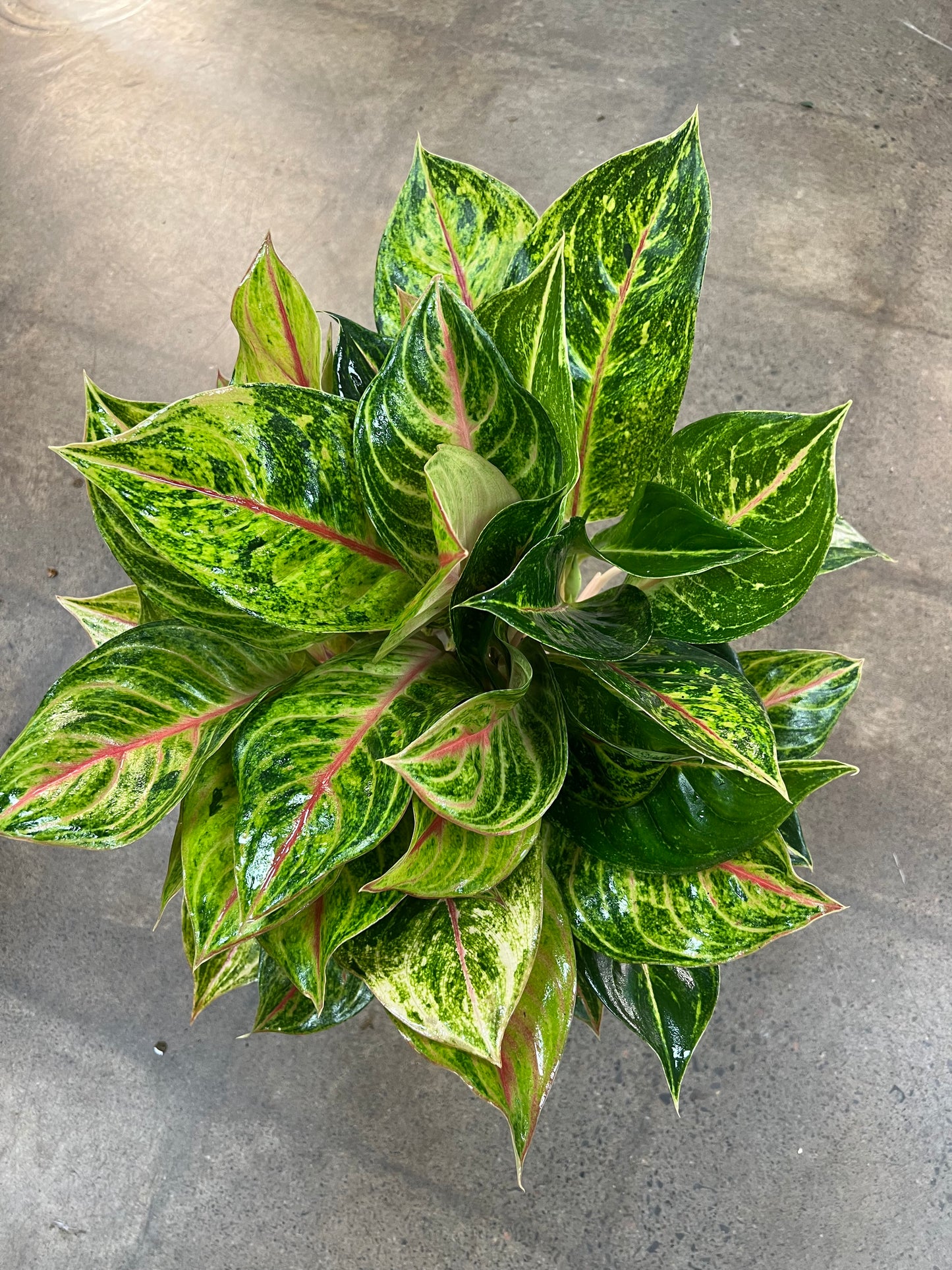 Aglaonema Golden Papaya