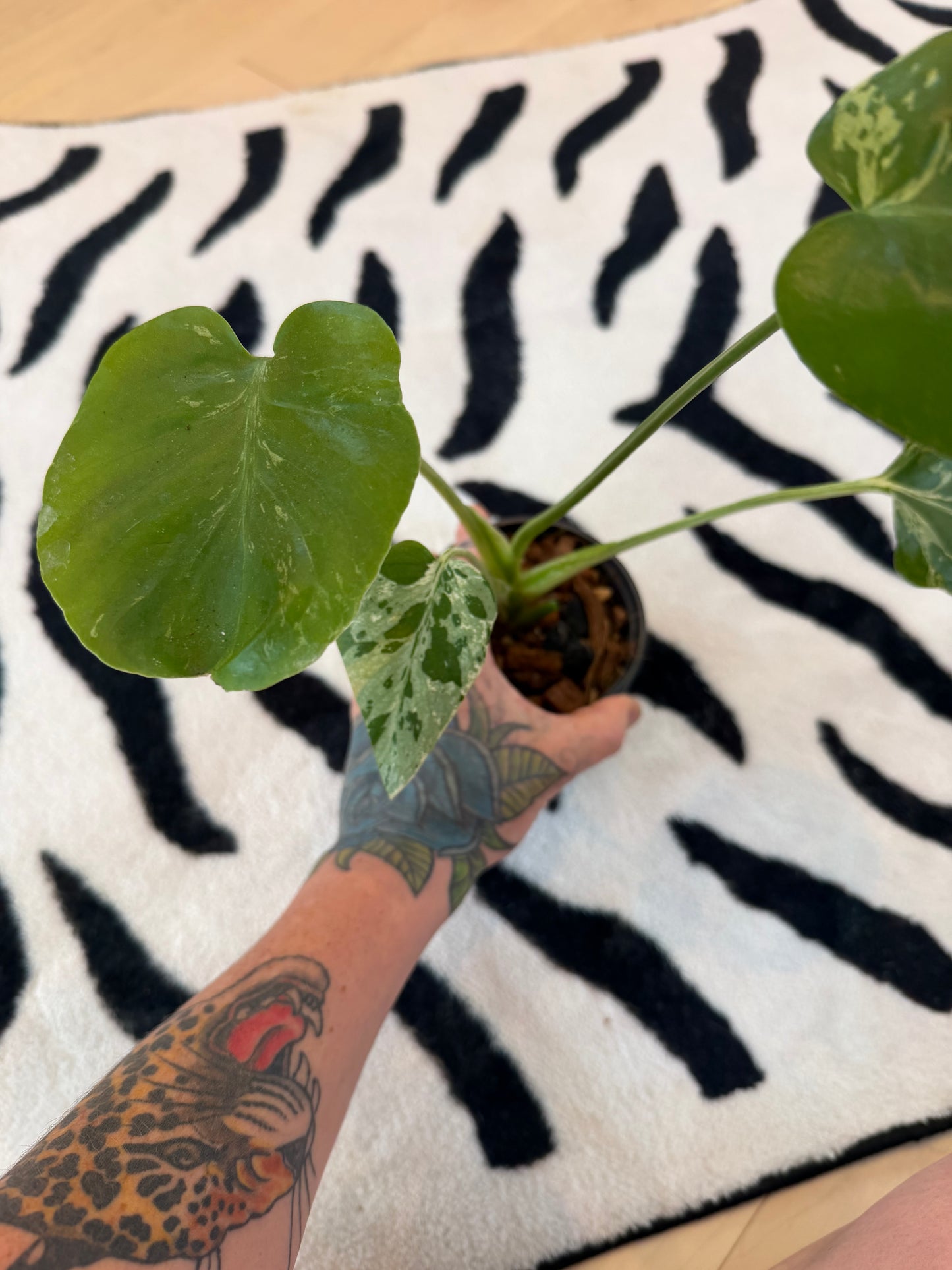 Monstera Bulbasaur #12