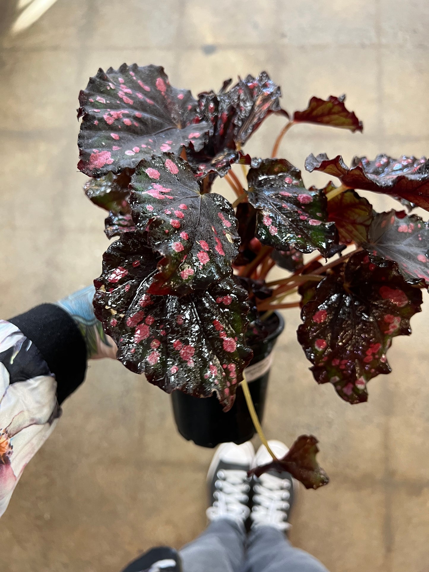 Begonia Foliage Rex