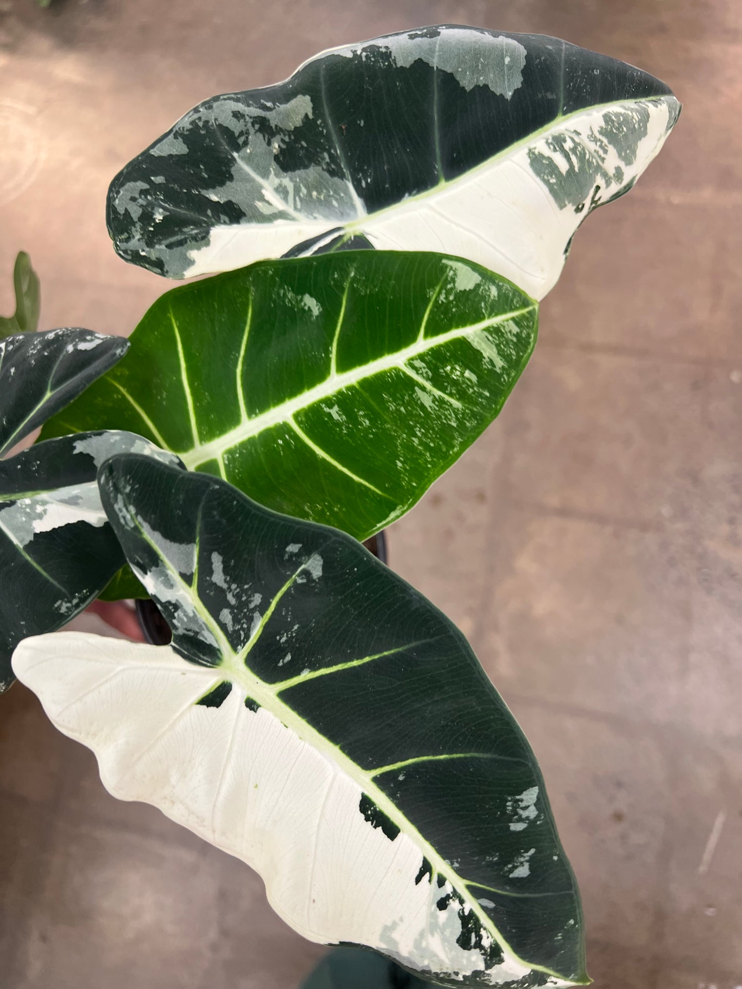 Alocasia Frydek Panaché