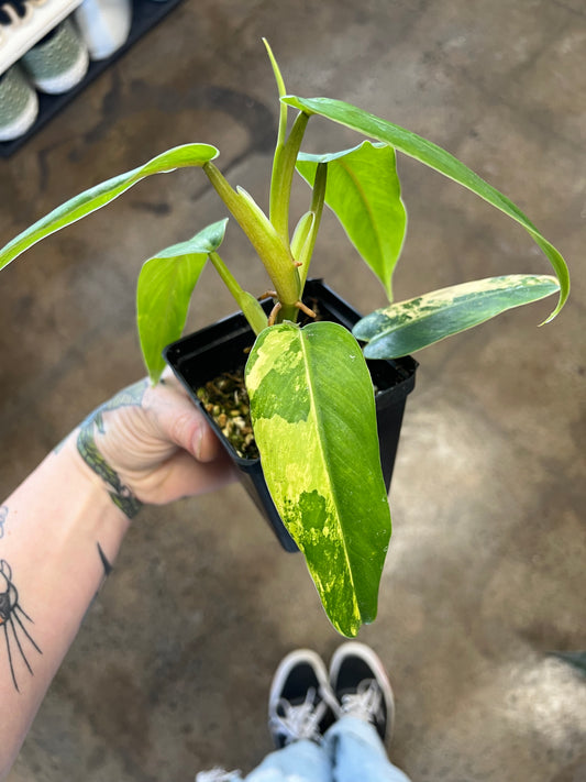 Philodendron Domesticum