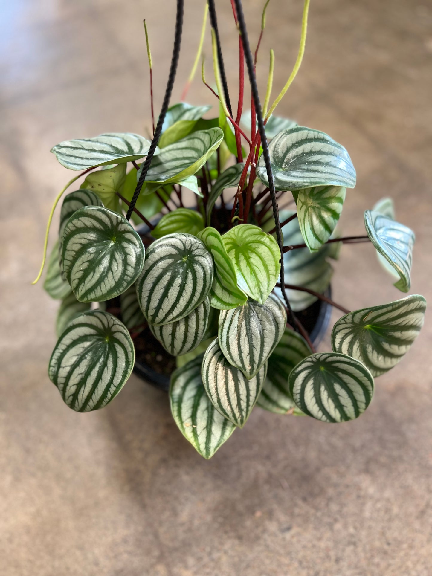 Peperomia Watermelon