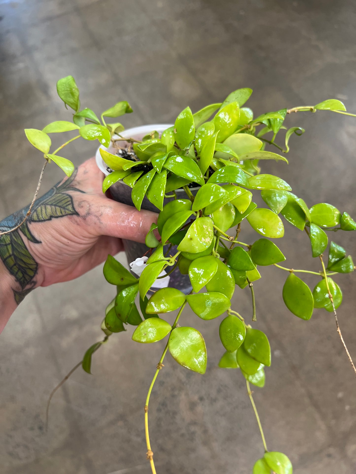 Hoya Ruscifolia