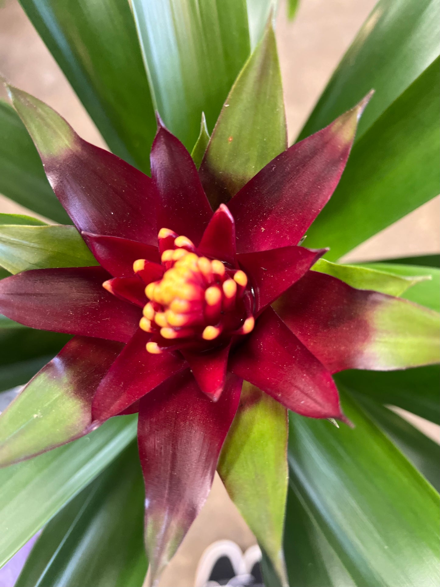 Broméliacé Guzmania