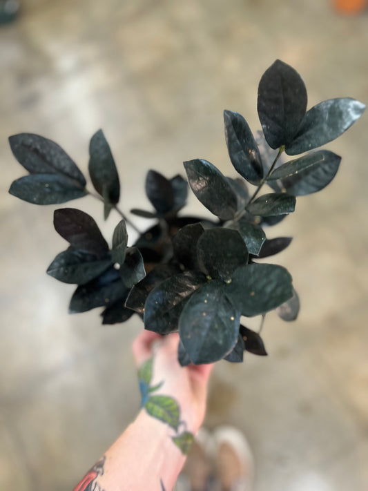 Zamioculcas Zamiifolia Raven