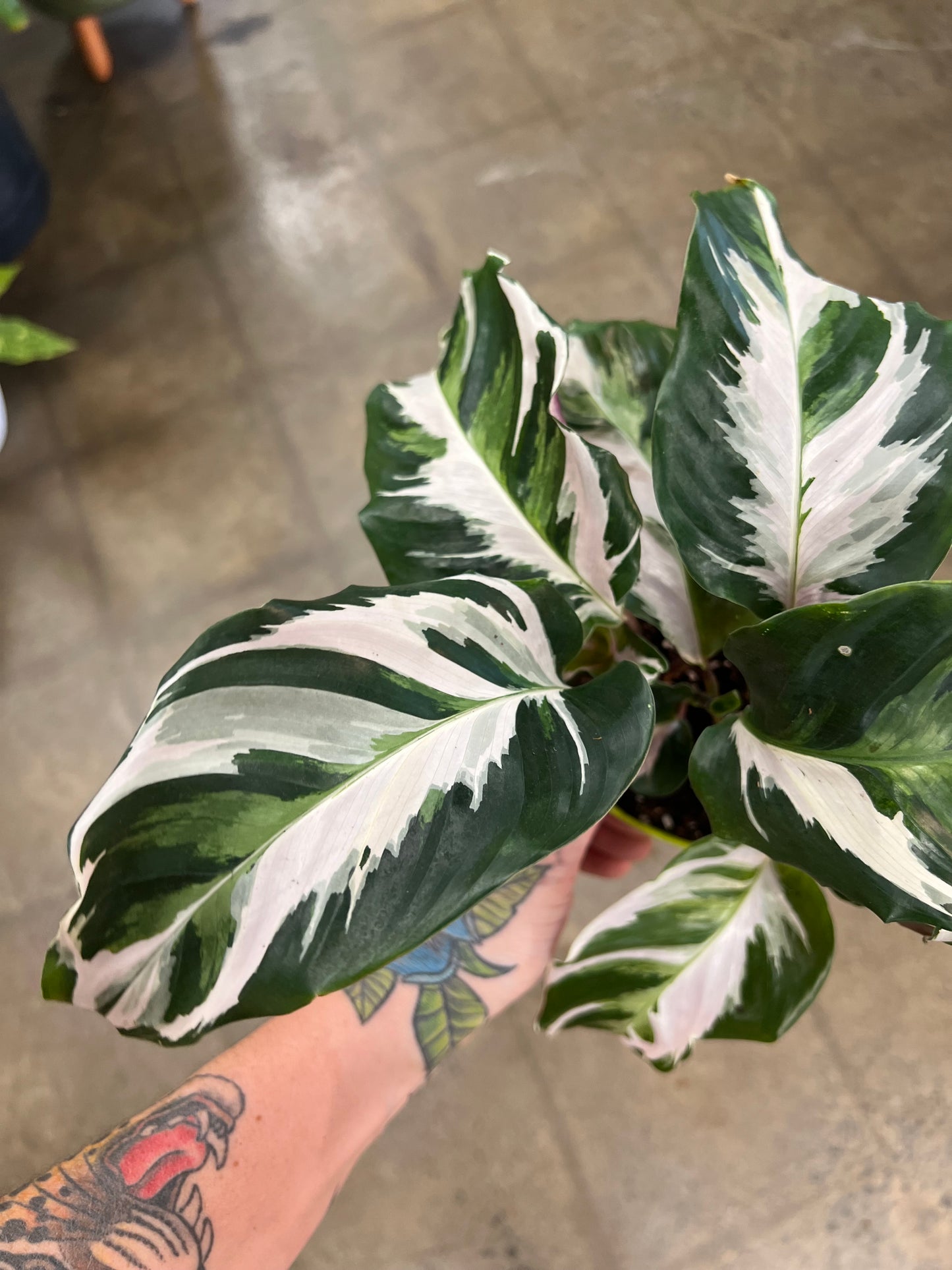 Calathea White Fusion