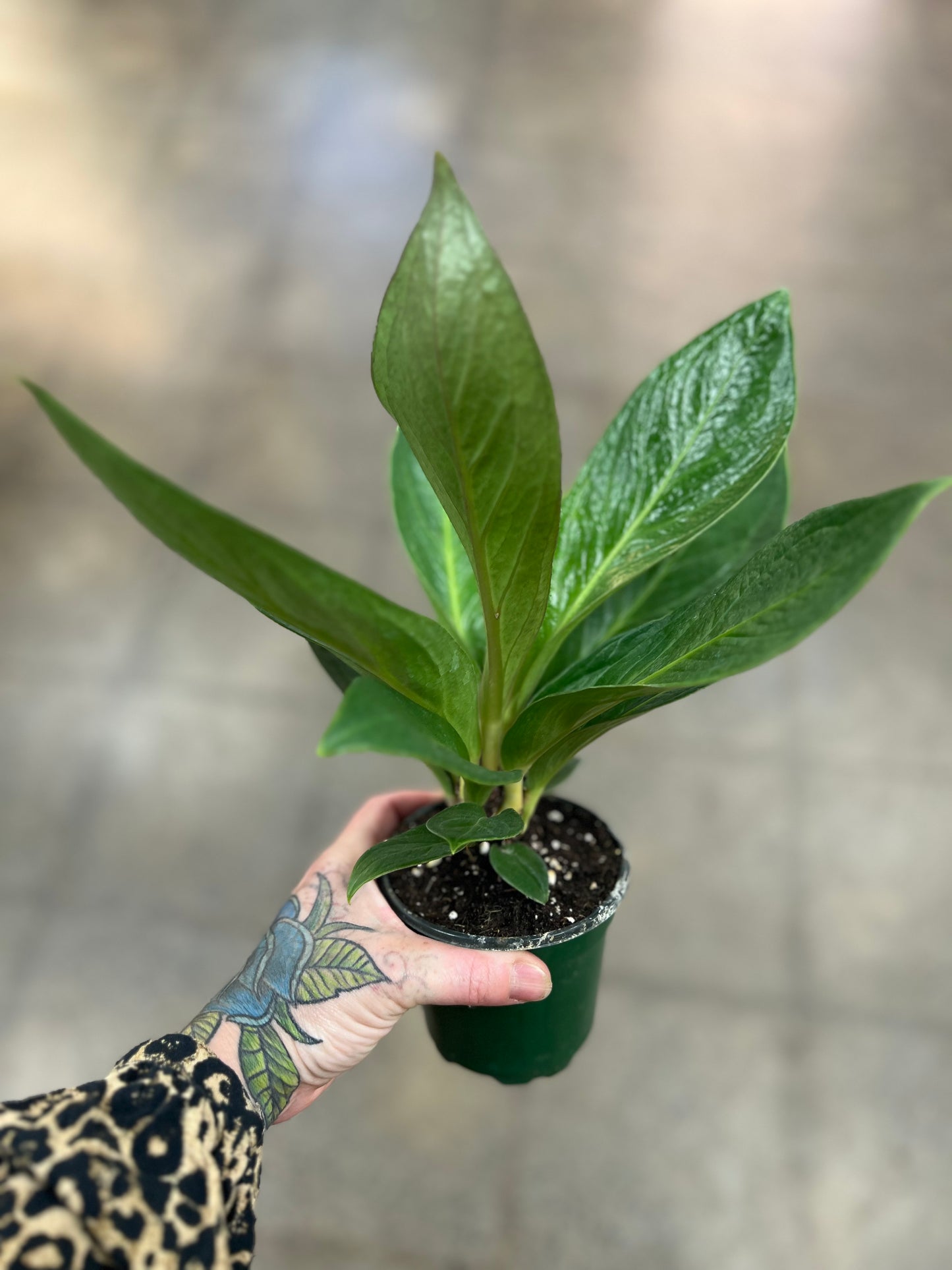 anthurium king cobra Anthurium Cobra – jungleroseinc