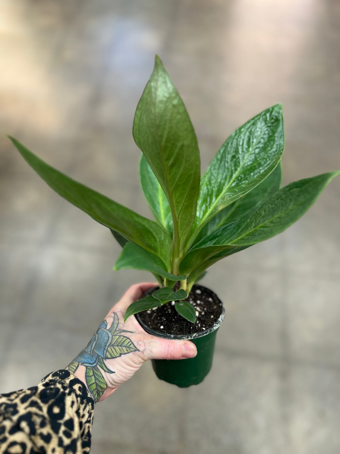 Anthurium Cobra