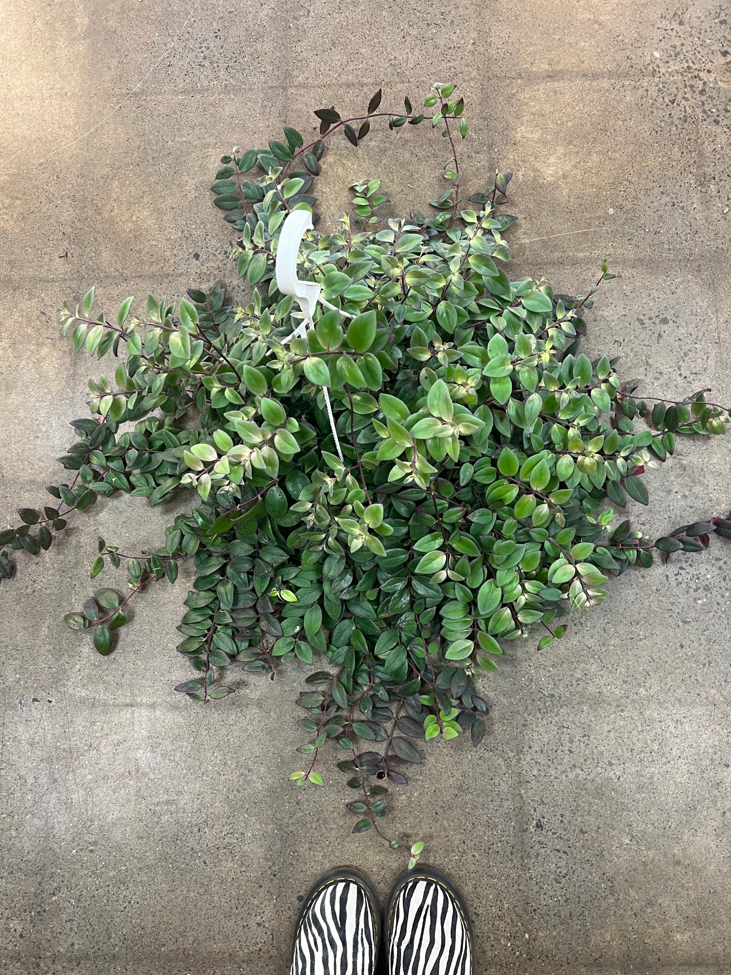 Aeschynanthus Mona Lisa Variegated
