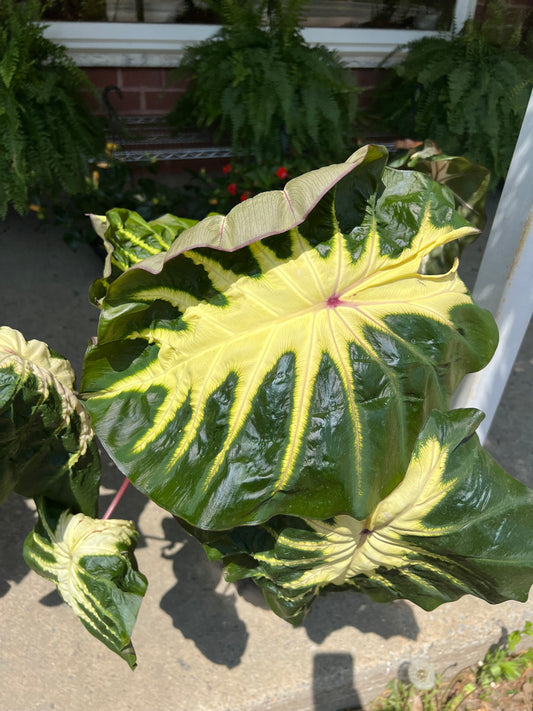 Colocasia White Lava