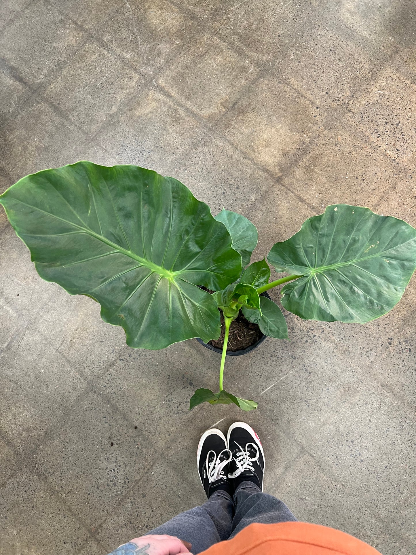 Alocasia Calidora