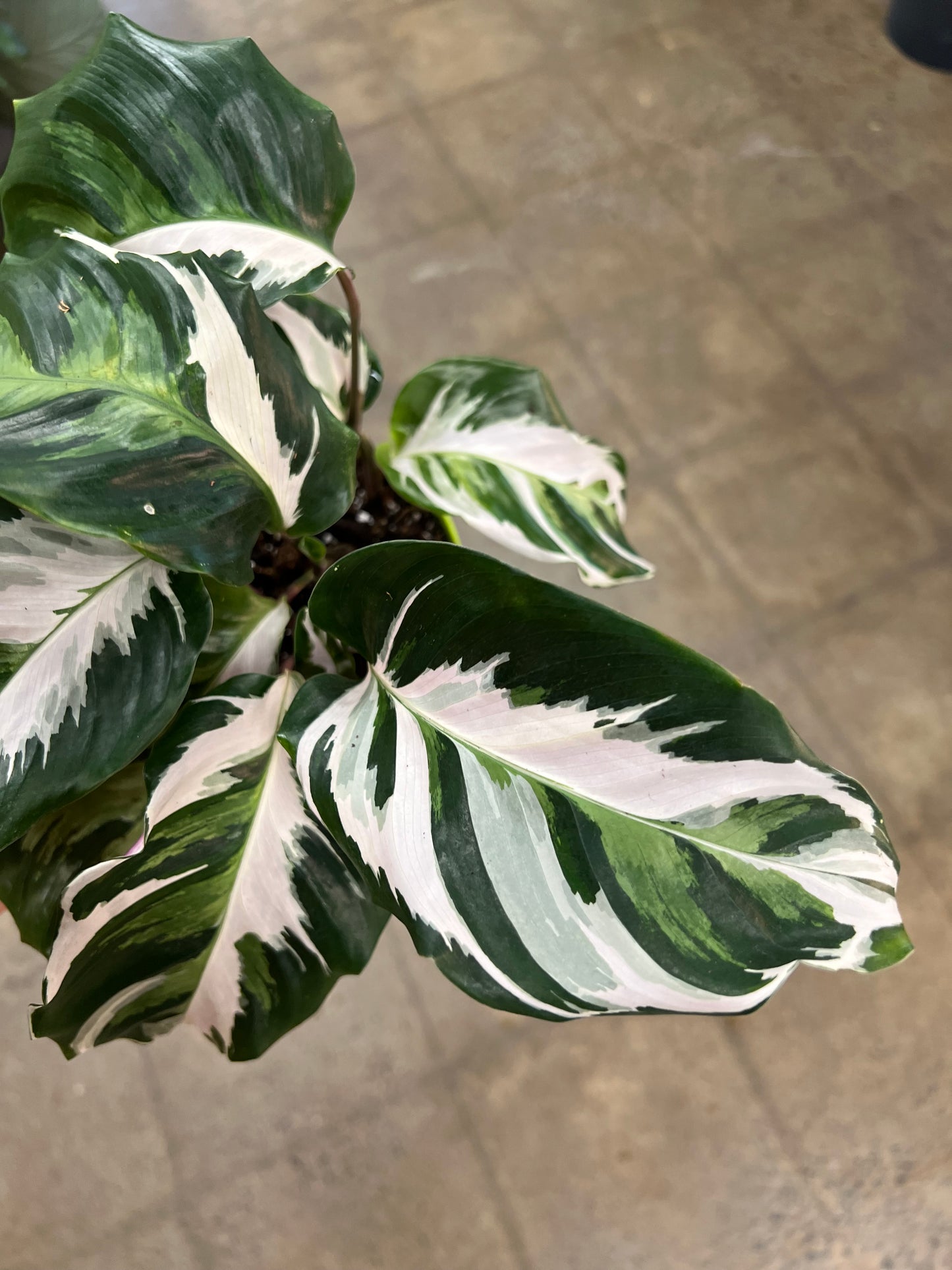 Calathea White Fusion