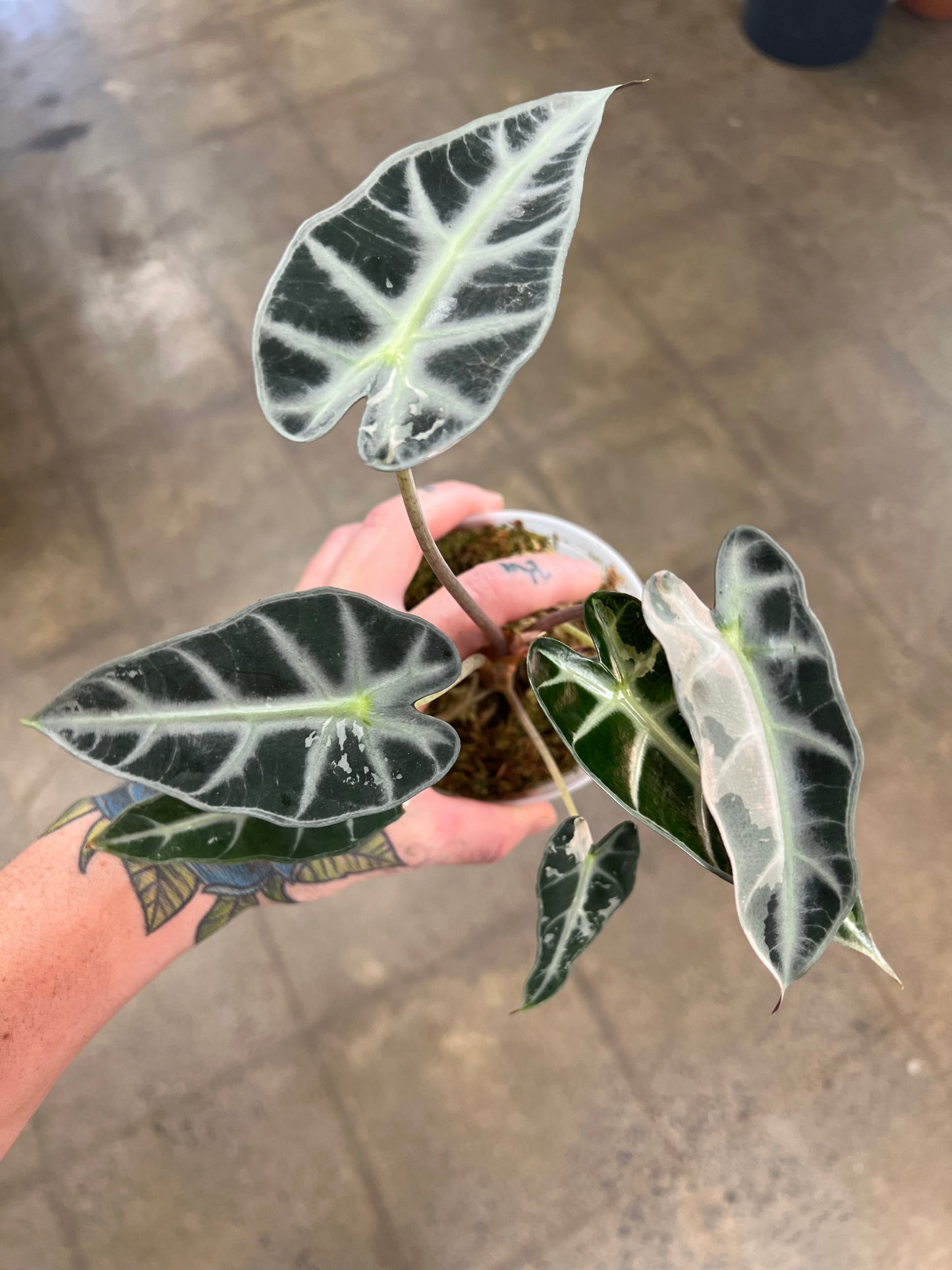 Alocasia Bambino Pink Panaché