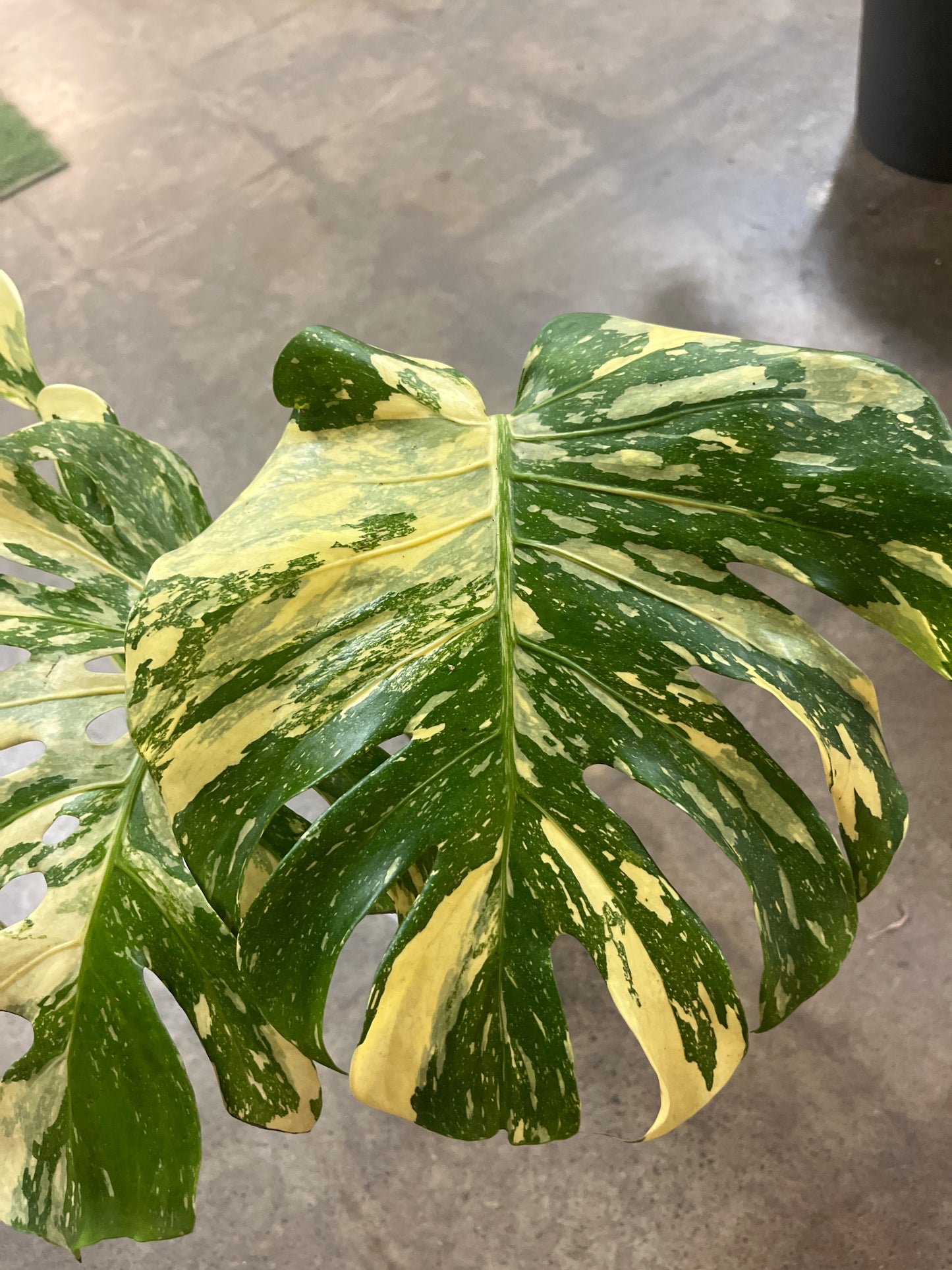 Monstera Crème Brulée