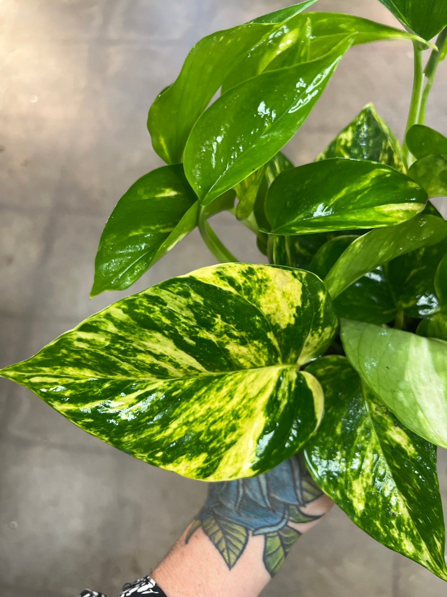 Pothos Doré