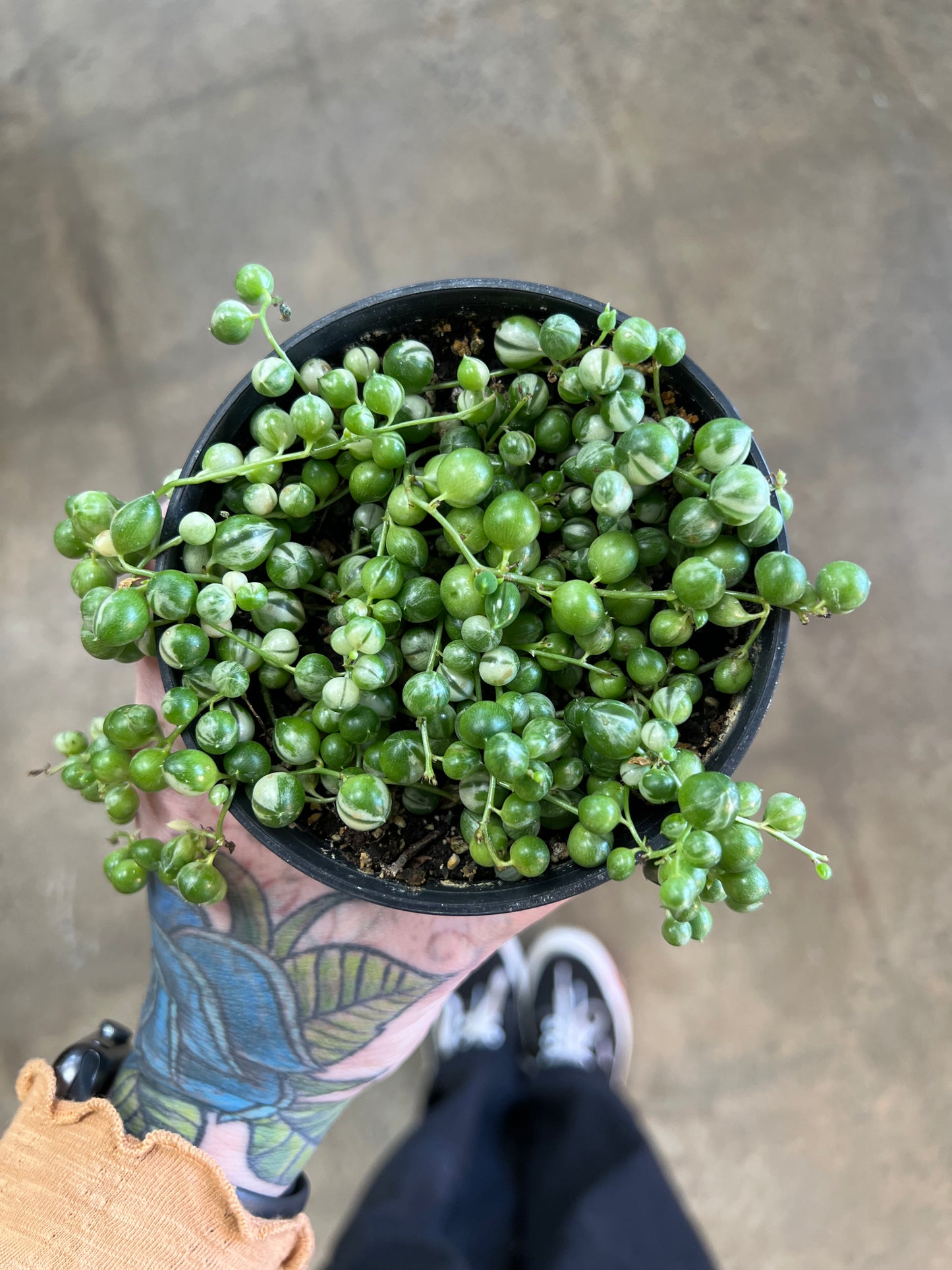 Variegated pearl chains