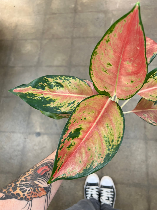 Aglaonema Orange Cochin