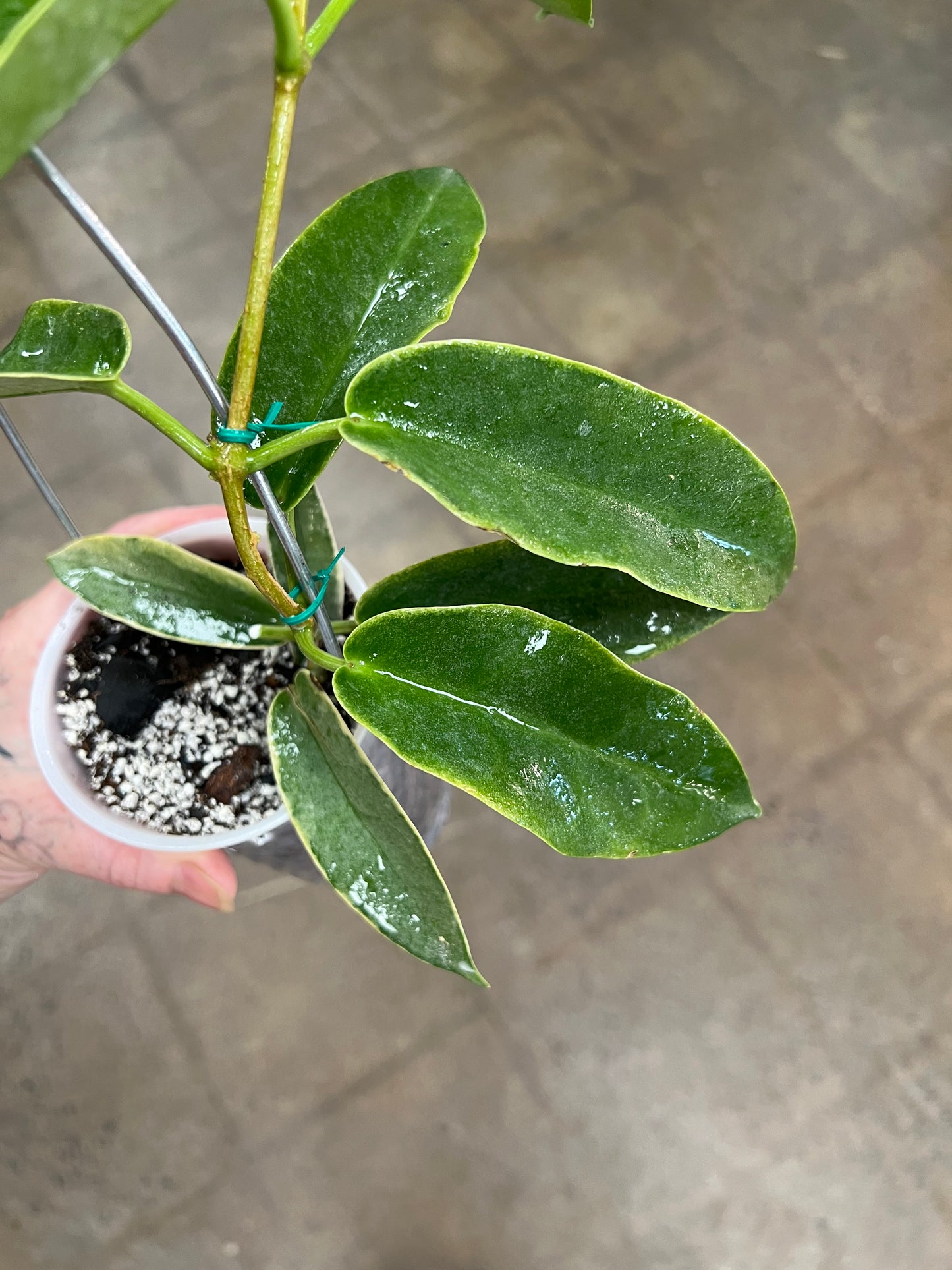 Hoya Archboldiana Albomarginata