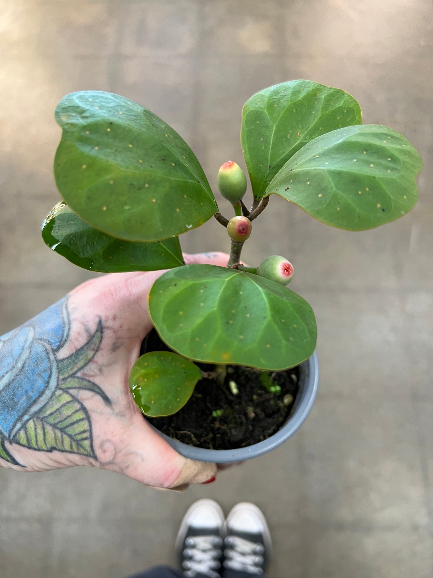 Ficus Deltoidea Mistletoe Fig