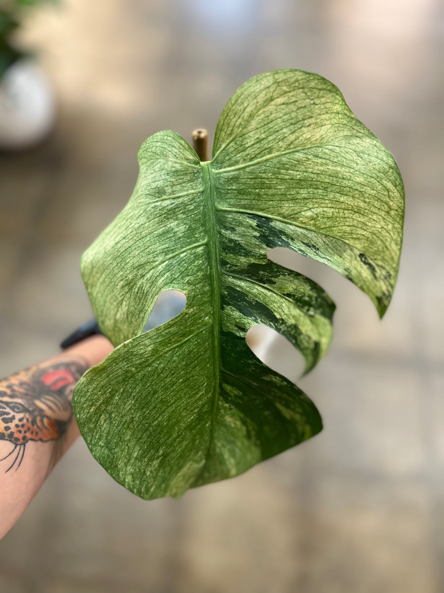 Monstera Mint