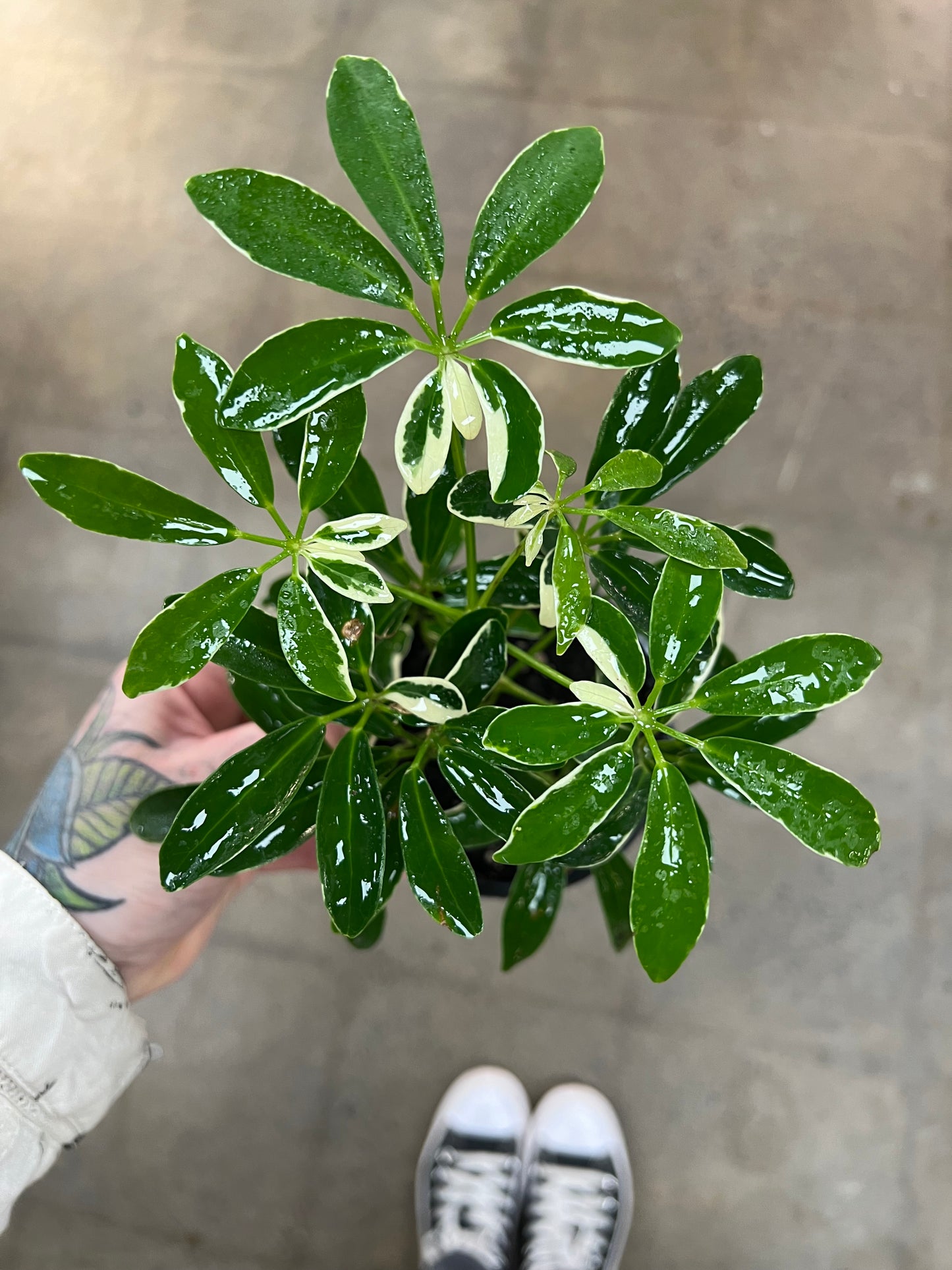 Schefflera Moon Drop