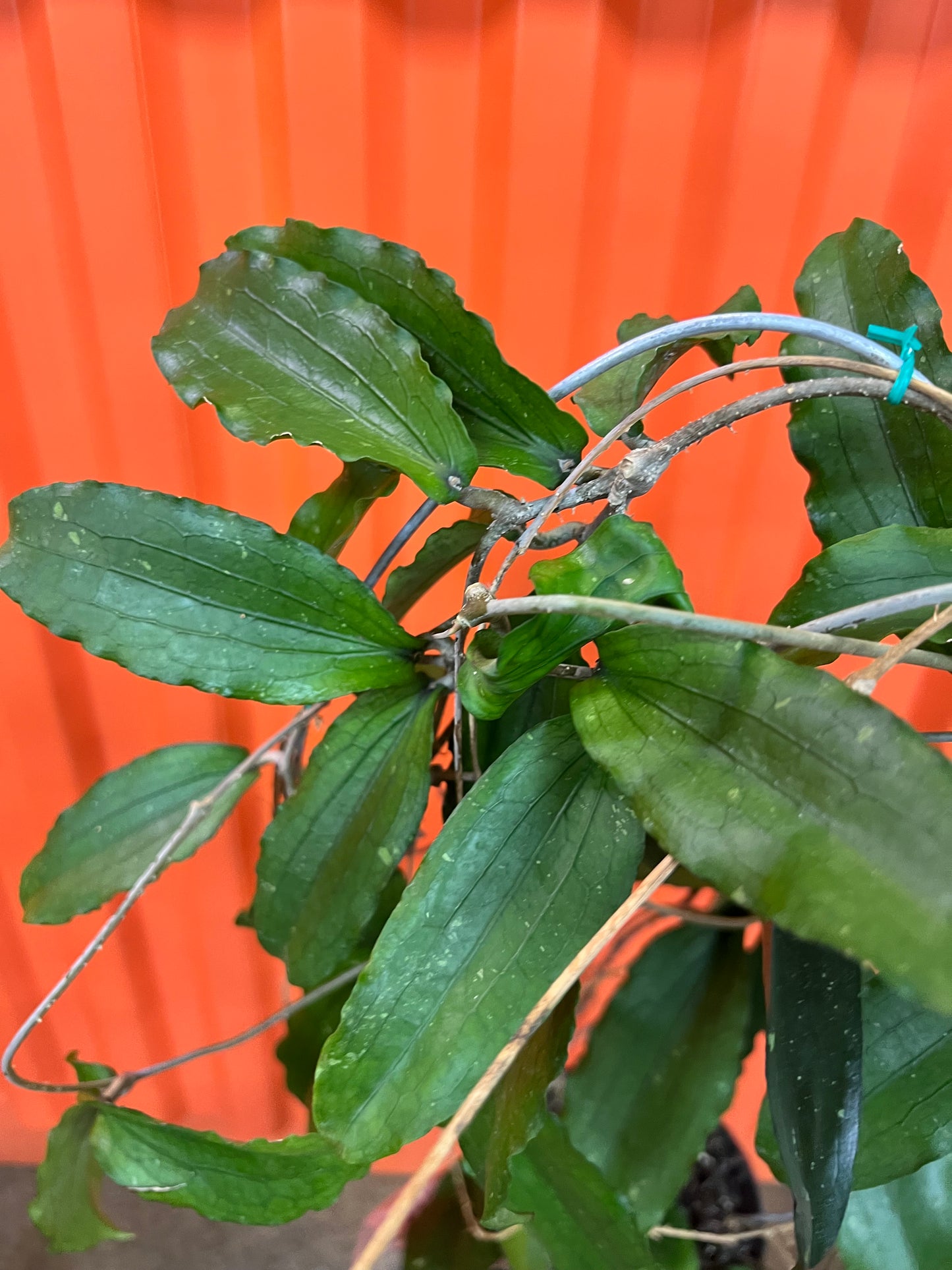 Hoya Erythrina