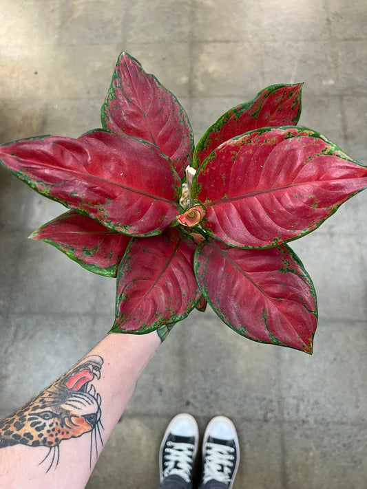 Aglaonema Black Marroon