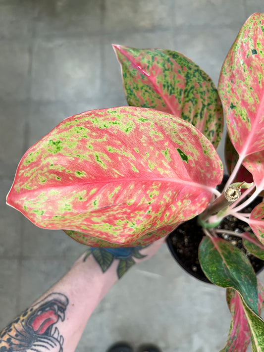 Aglaonema Red Moon