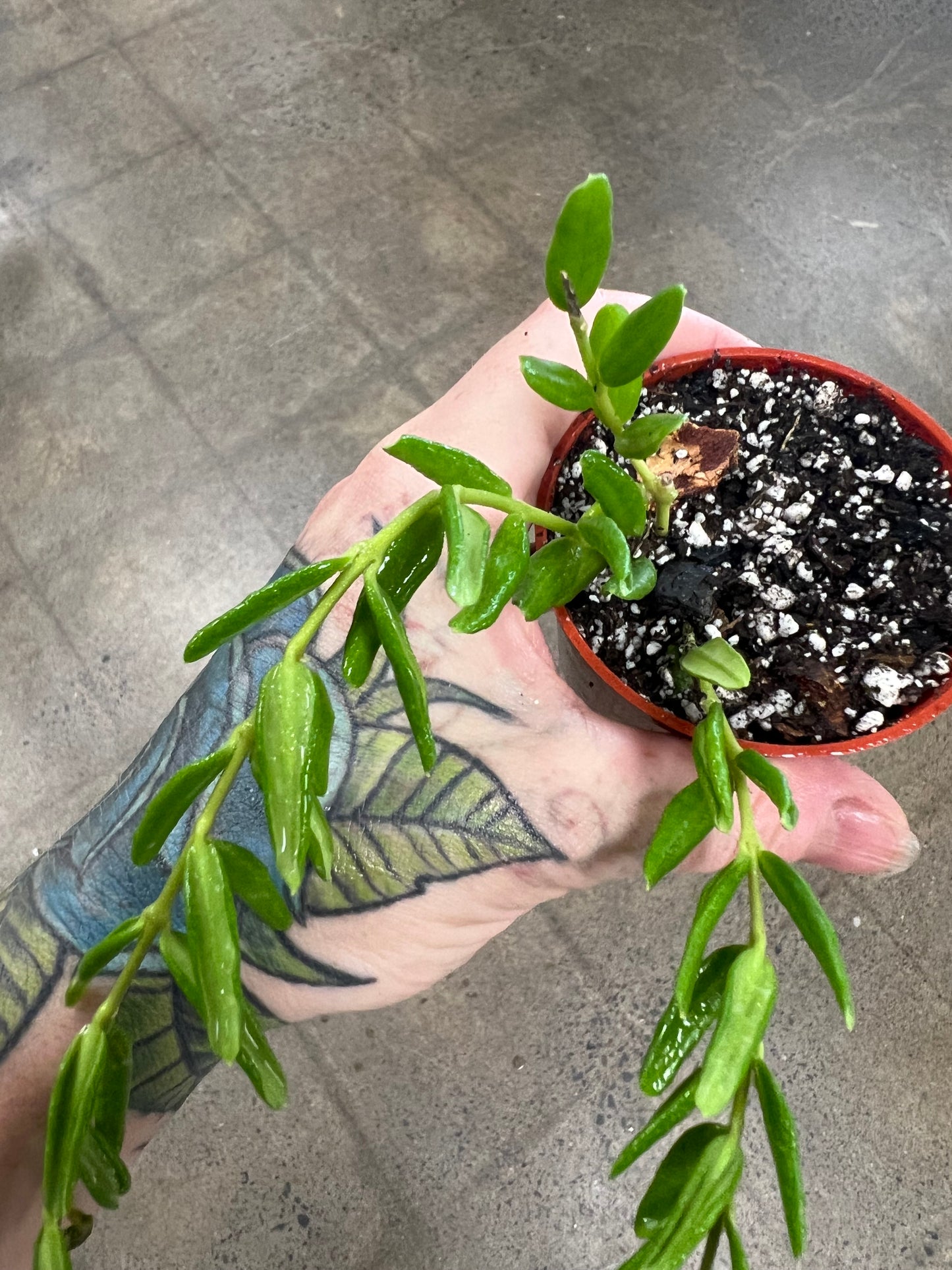 Hoya Engleriana