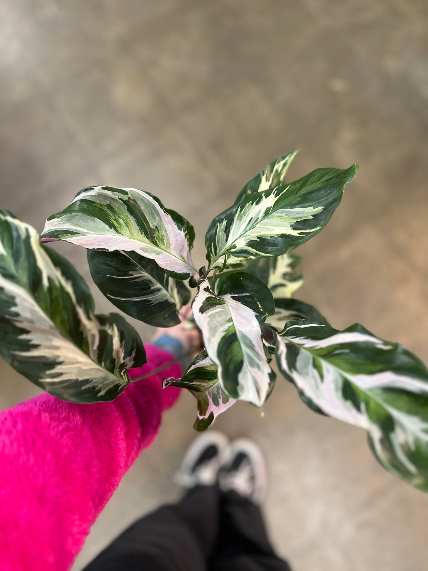 Calathea Stella