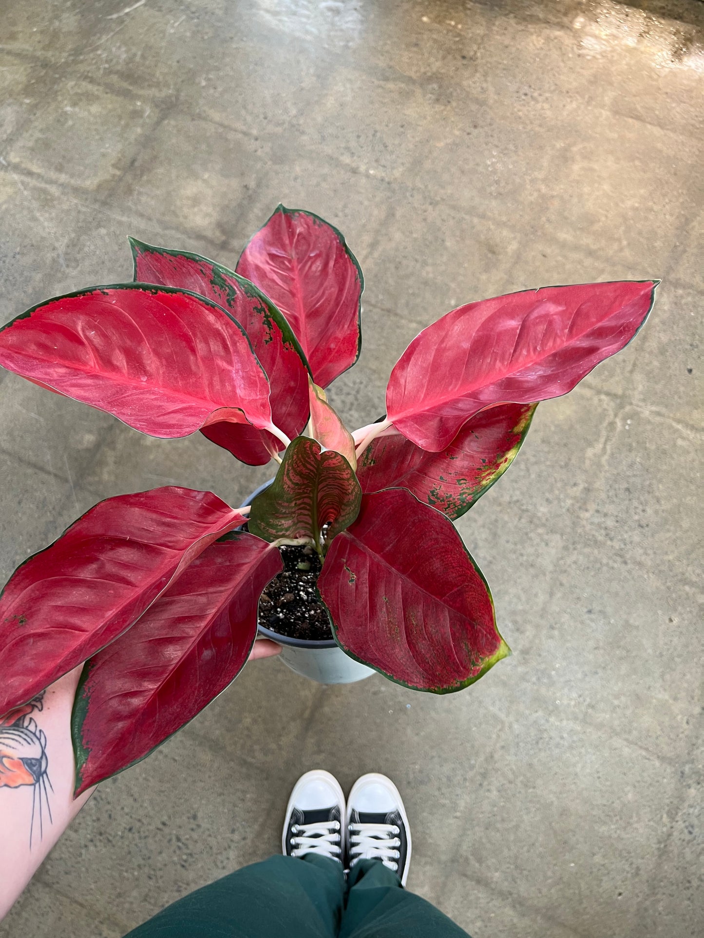 Aglaonema Suksom Jaipong