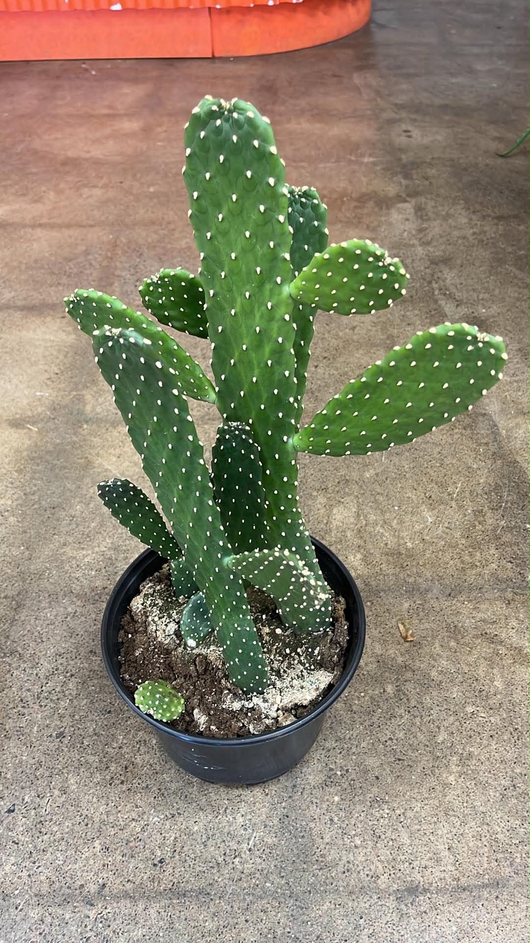 Cactus Cowboy