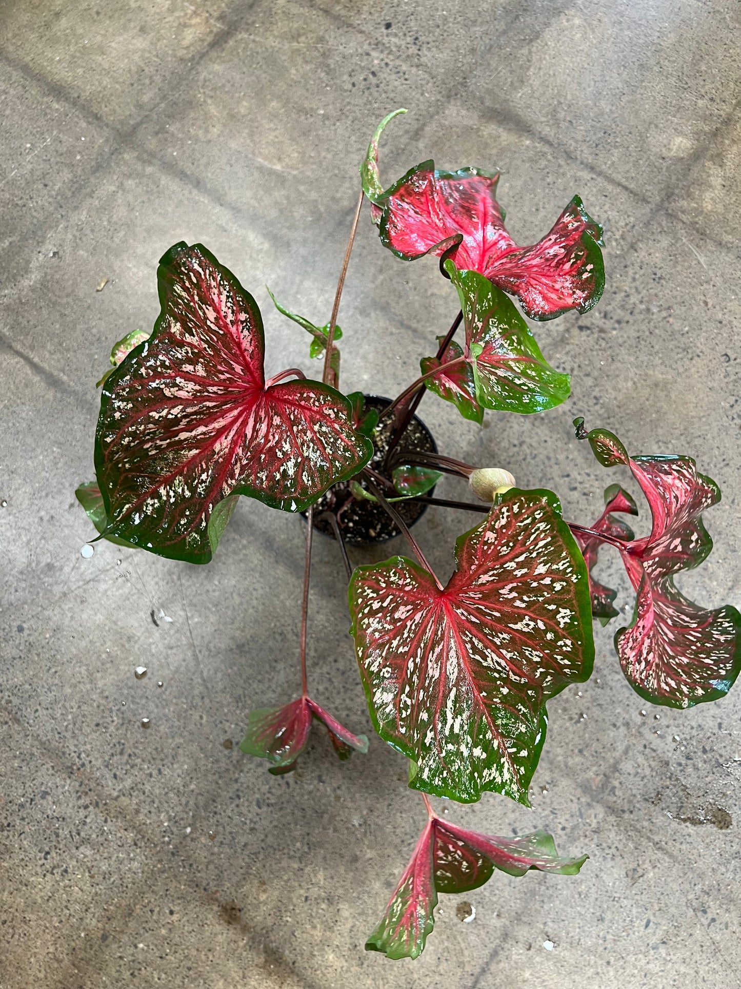 Caladium Lance Whorton